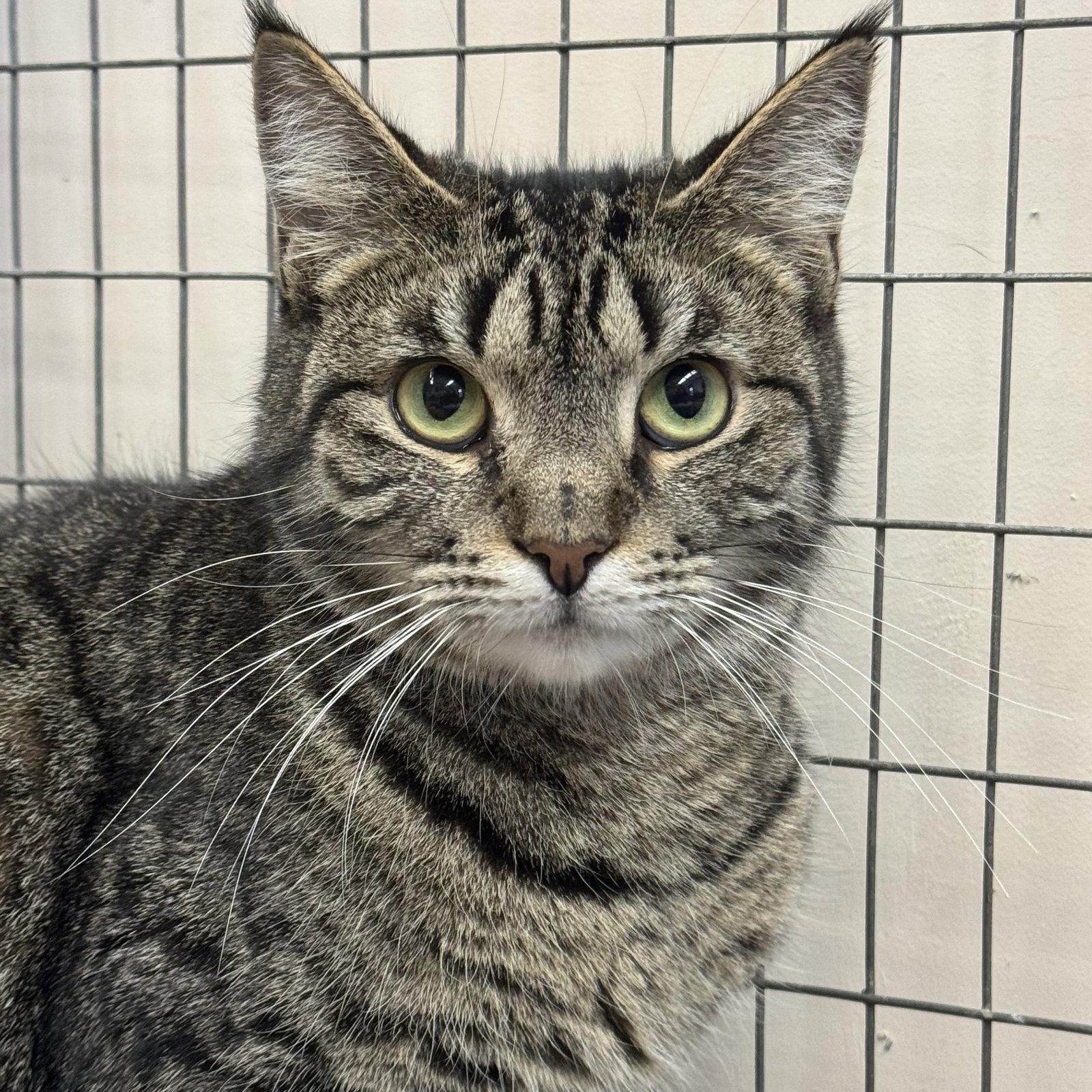Enlarge Mouse & Squirrel, a Adoptable mixed breed in Winchendon, MA image 3/3