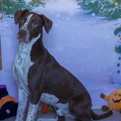 Fehler, ADOPTABLE, Adult Male German Shorthaired Pointer & Dalmatian.