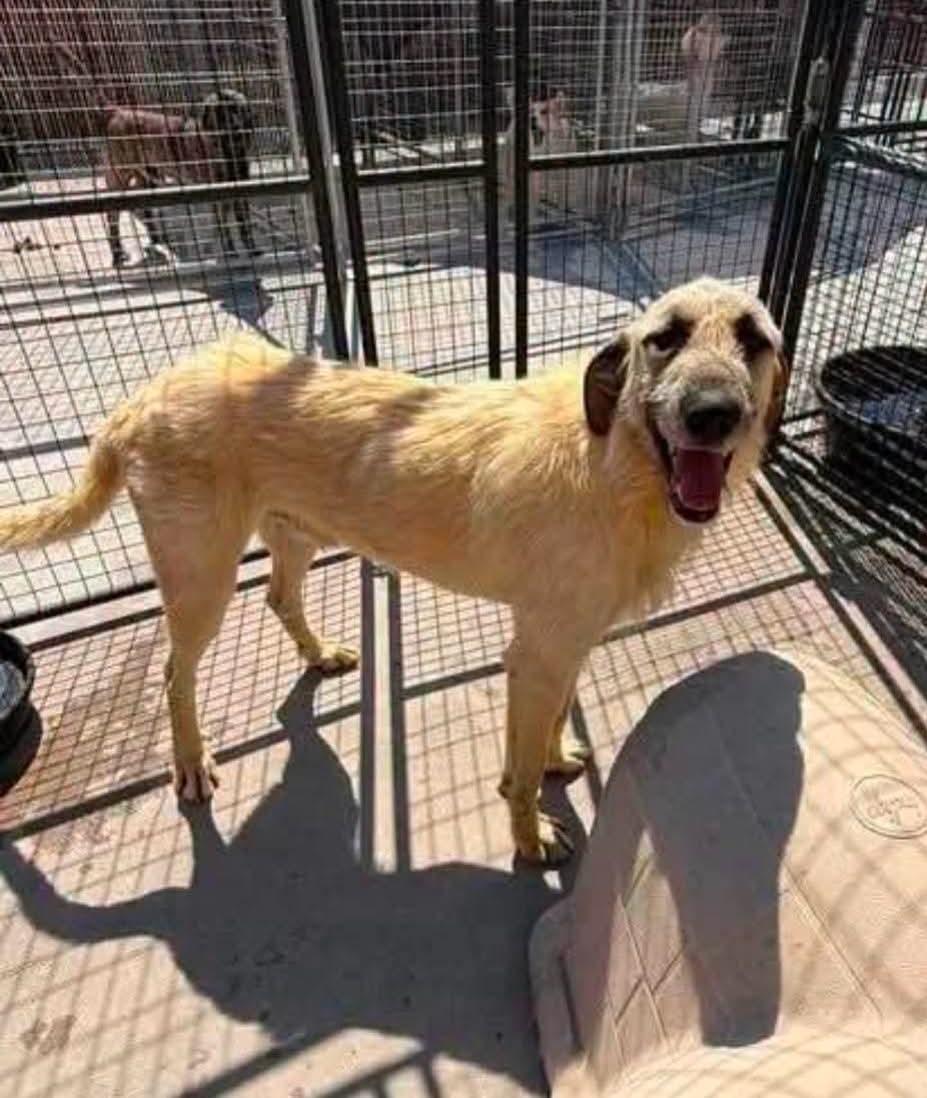Enlarge Whiskey, a Adoptable mixed breed in COEUR D ALENE, ID image 3/6