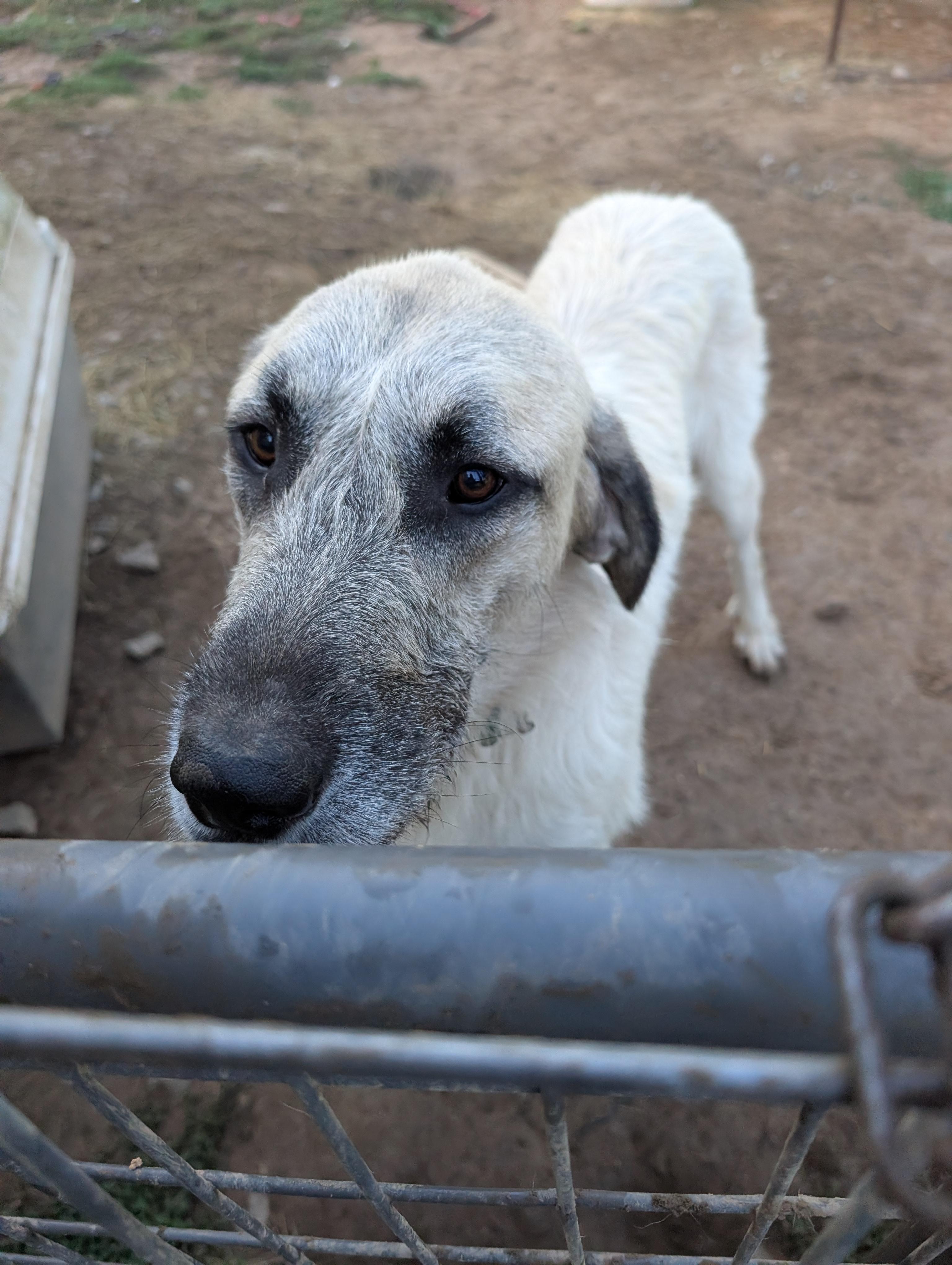 Whiskey, Adoptable, Adult Male Irish Wolfhound.