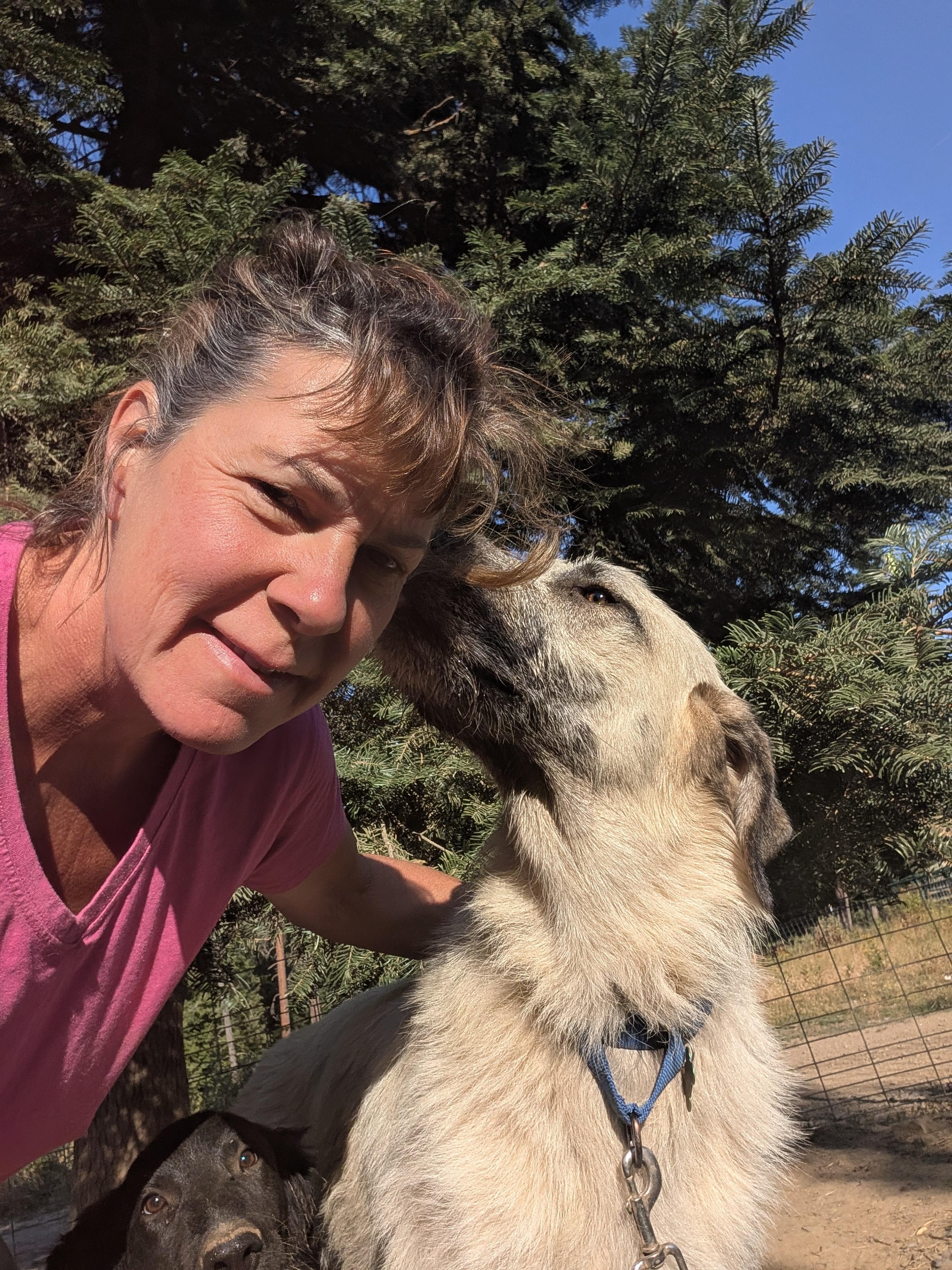 Enlarge Whiskey, a Adoptable mixed breed in COEUR D ALENE, ID image 5/6