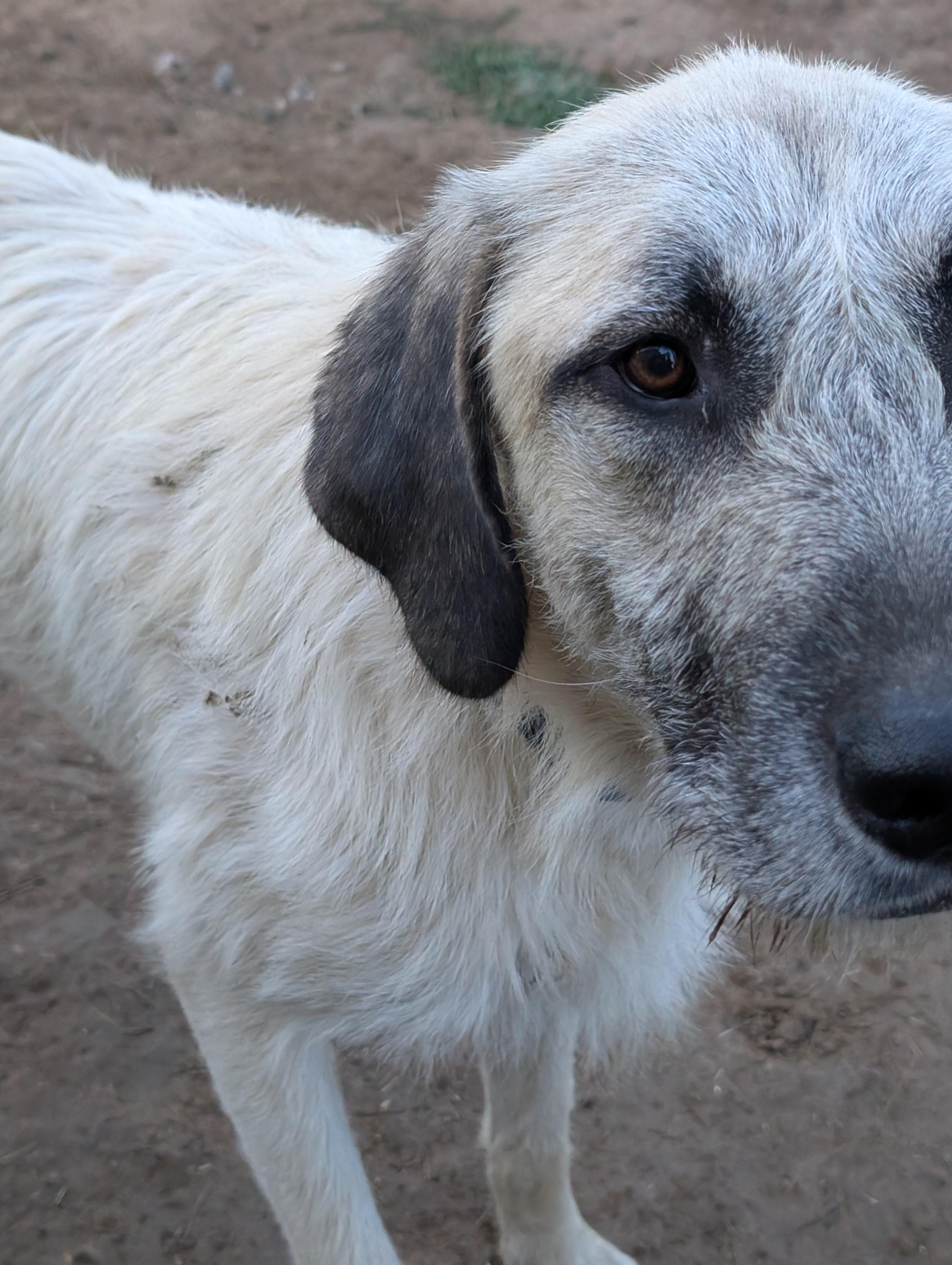 Enlarge Whiskey, a Adoptable mixed breed in COEUR D ALENE, ID image 2/6