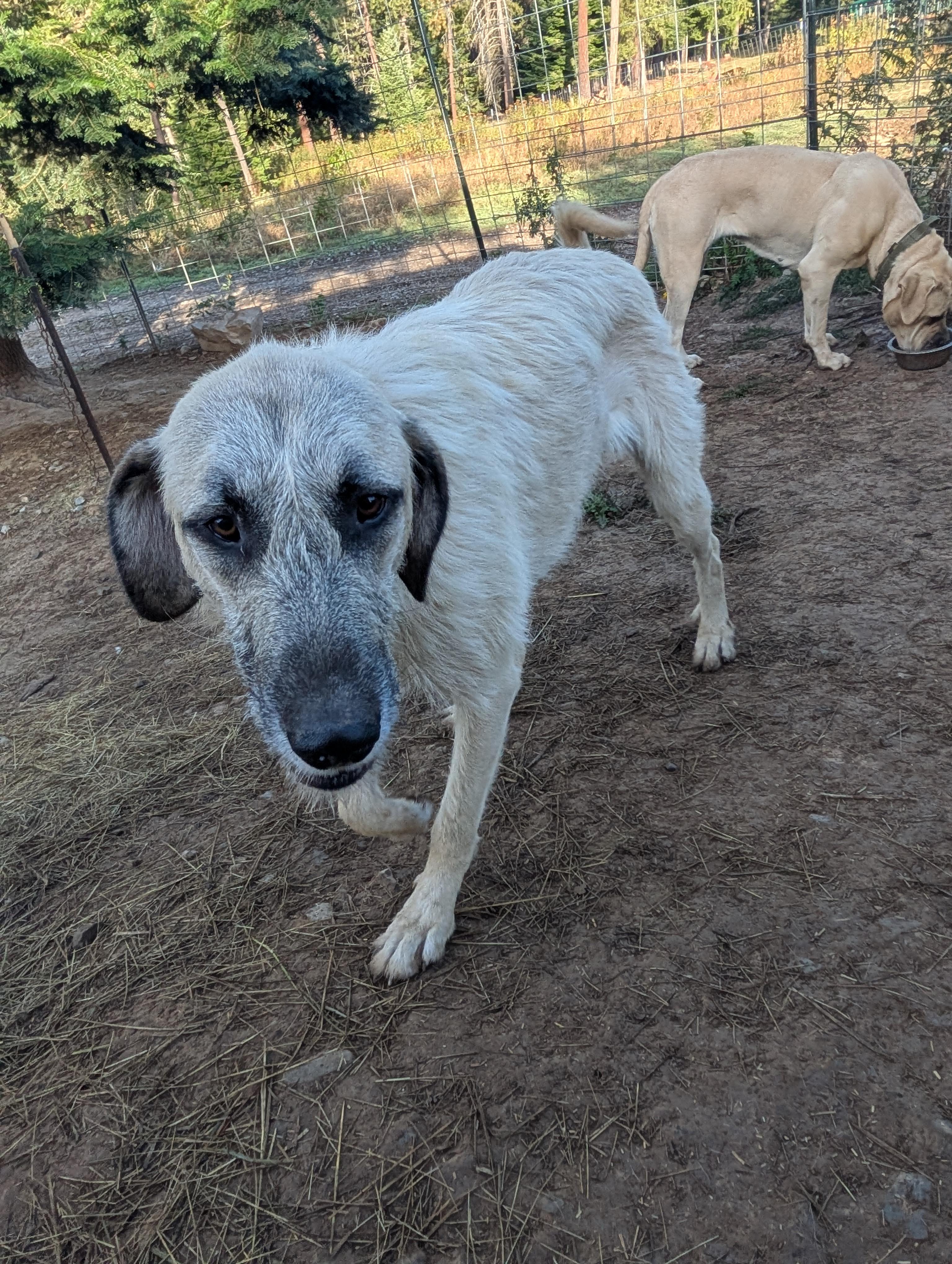 Enlarge Whiskey, a Adoptable mixed breed in COEUR D ALENE, ID image 4/6