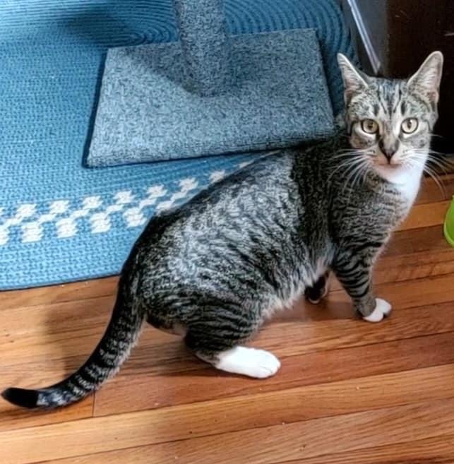 Amber, an adoptable Domestic Short Hair in Andover, CT image 2/5