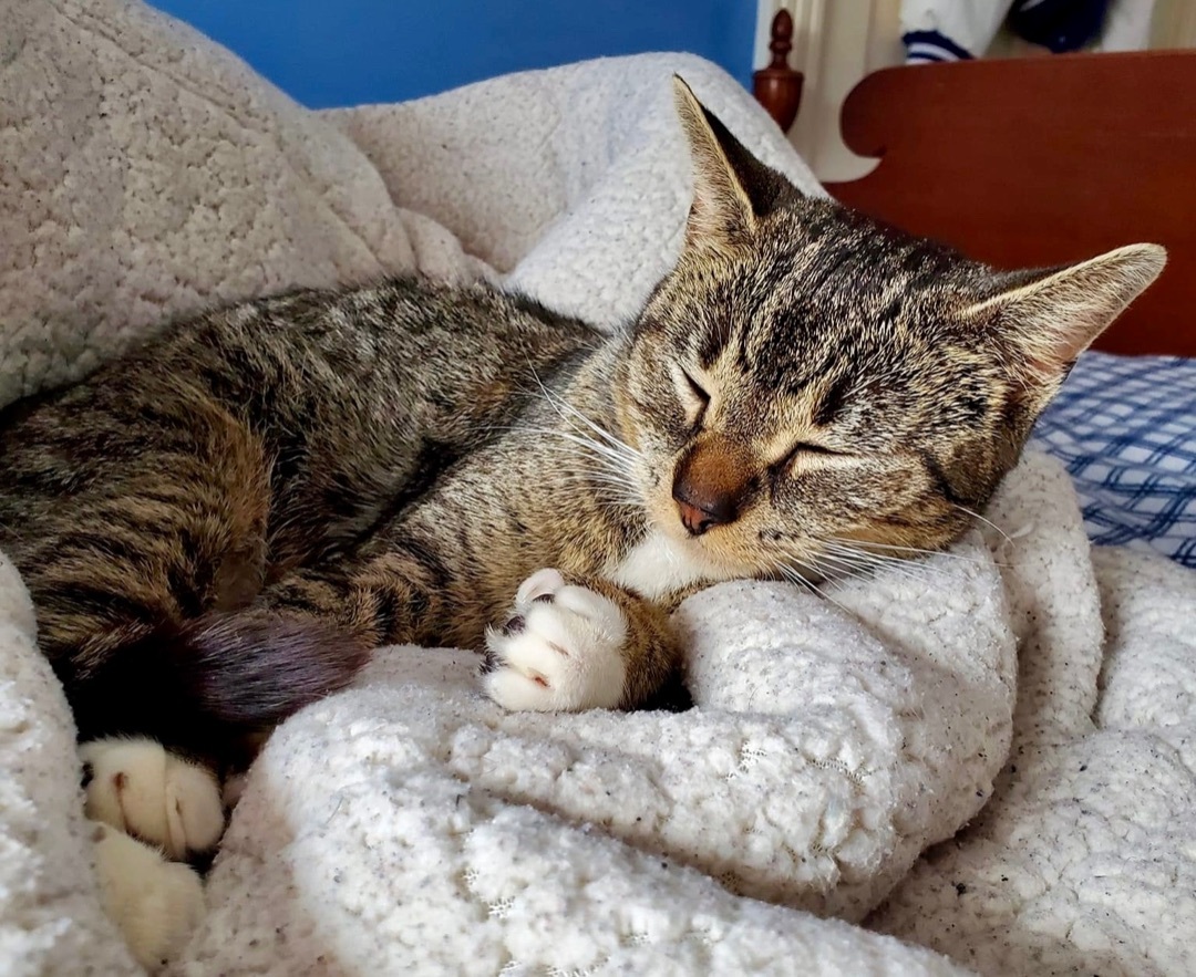 Amber, an adoptable Domestic Short Hair in Andover, CT image 3/5