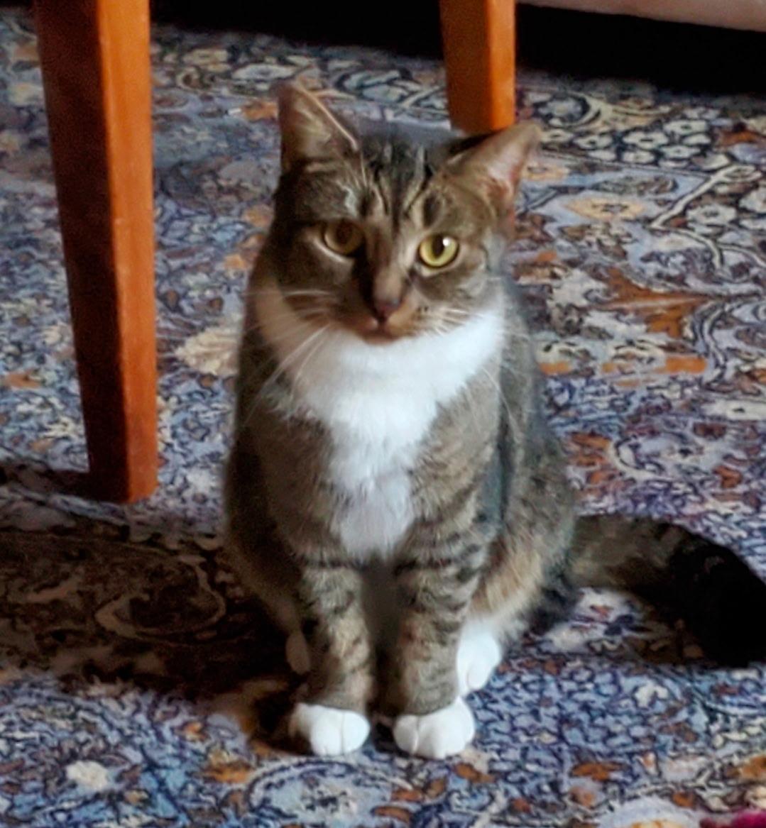 Amber, an adoptable Domestic Short Hair in Andover, CT image 1/5