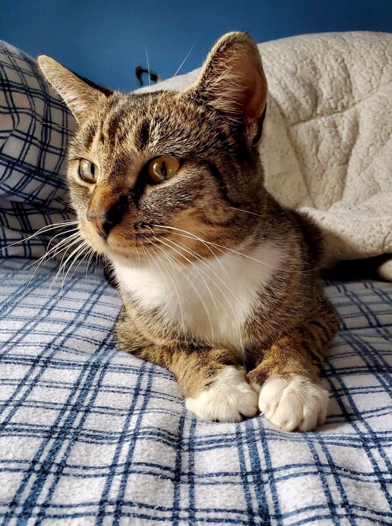 Amber, an adoptable Domestic Short Hair in Andover, CT image 4/5