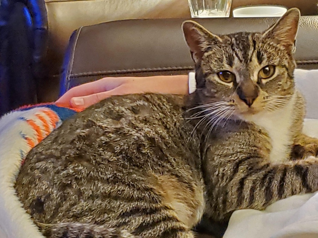 Amber, an adoptable Domestic Short Hair in Andover, CT image 5/5