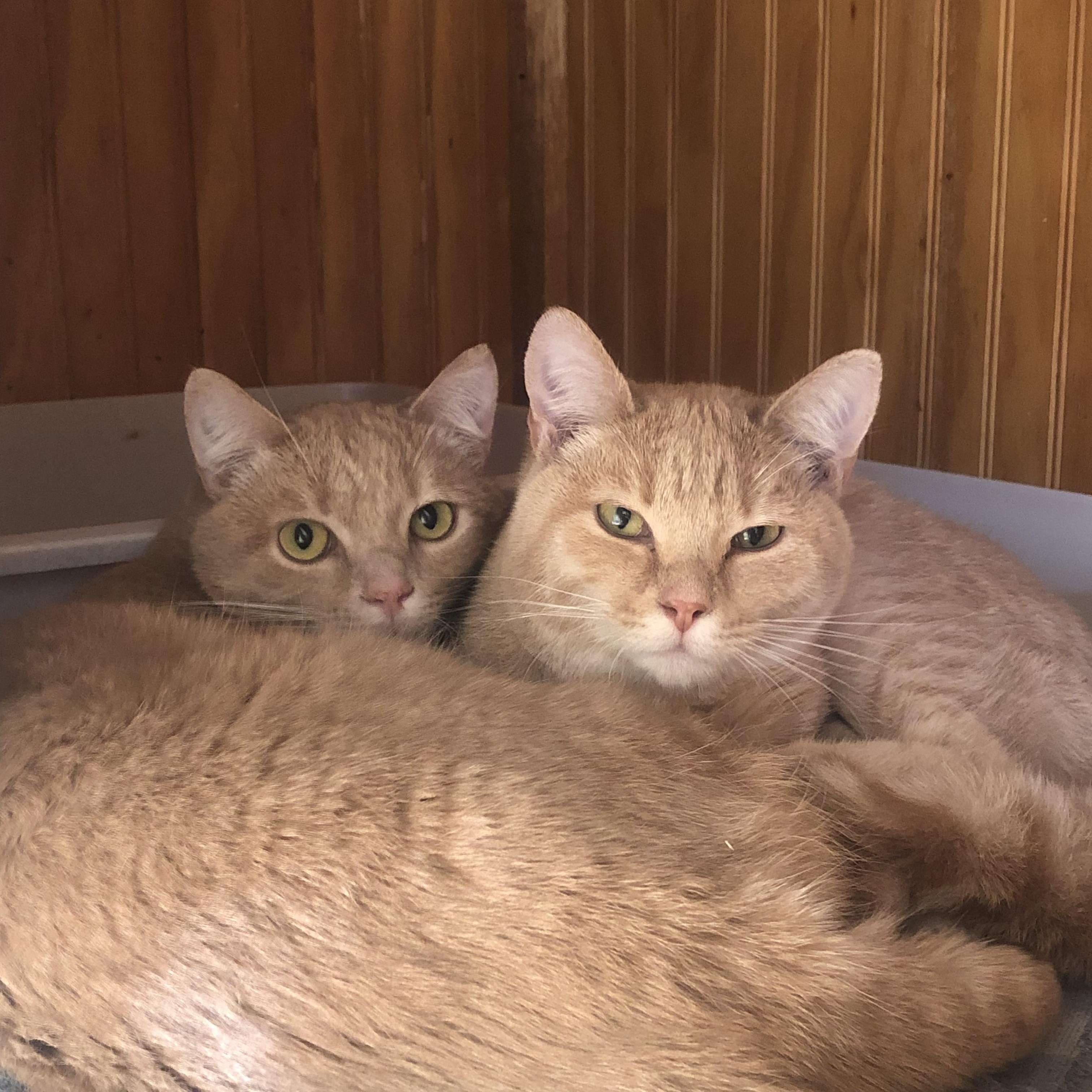 Conrad and Spencer, Adult Male Domestic Short Hair