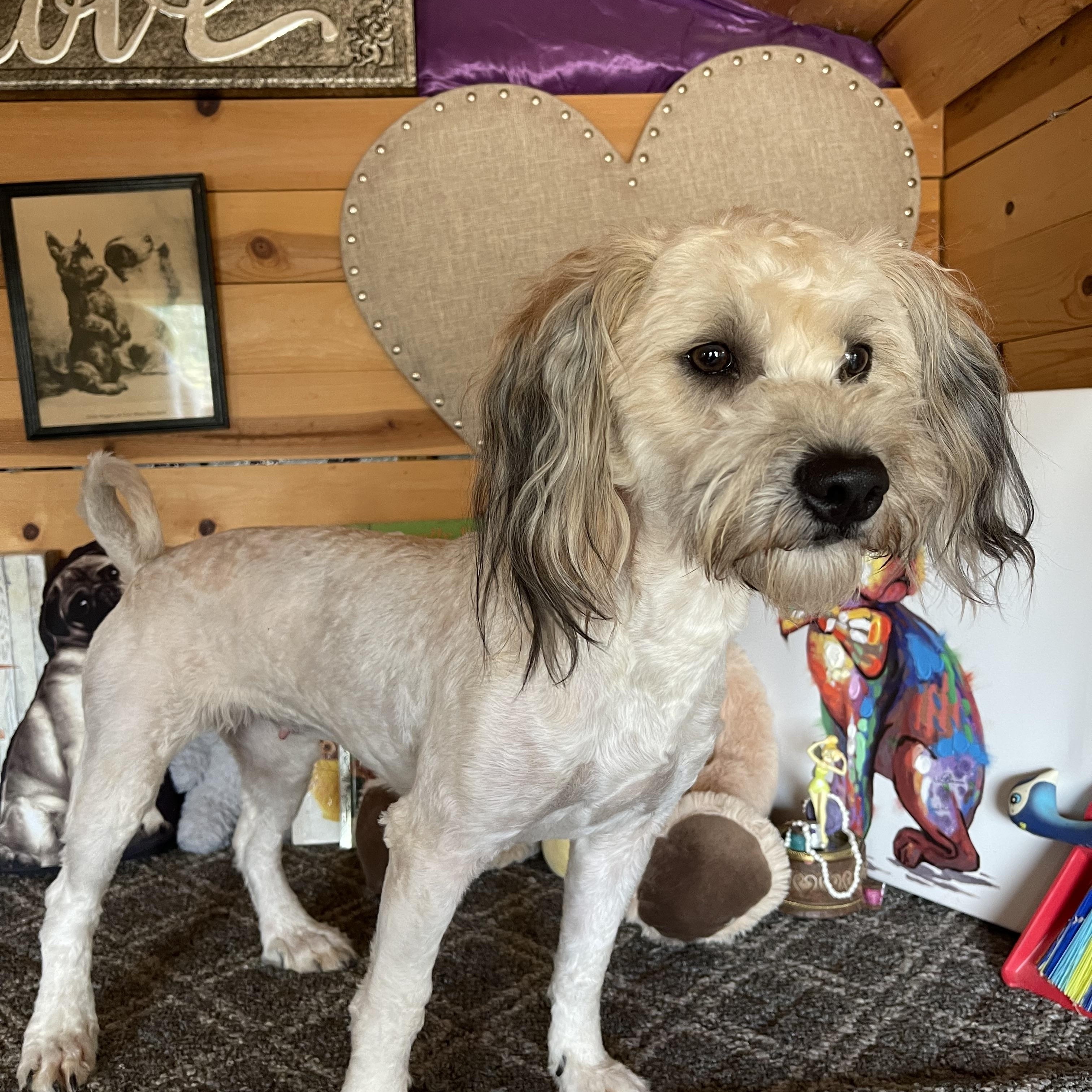 Molly, a ADOPTABLE mixed breed in Vacaville, CA image 5/6