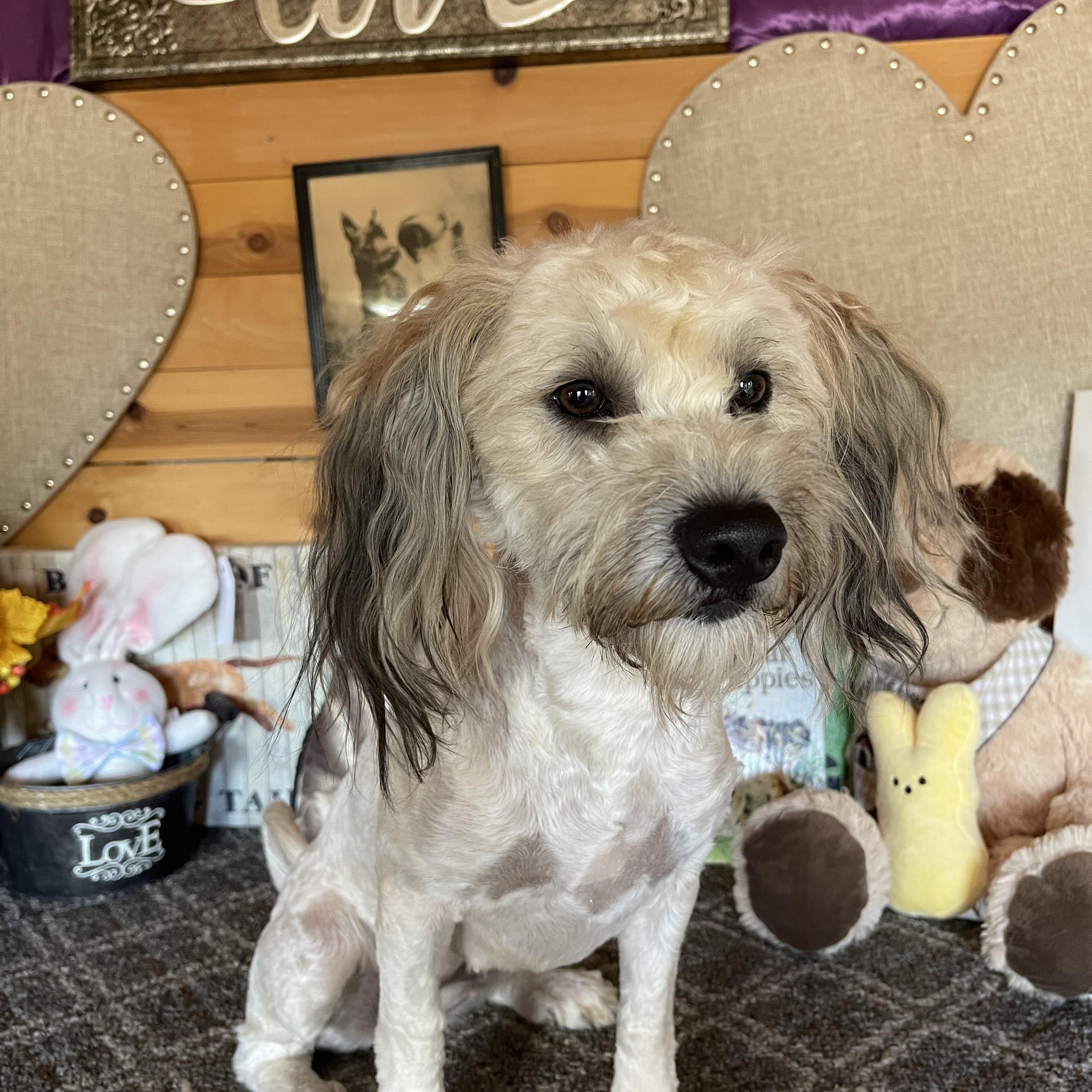 Molly, a ADOPTABLE mixed breed in Vacaville, CA image 4/6