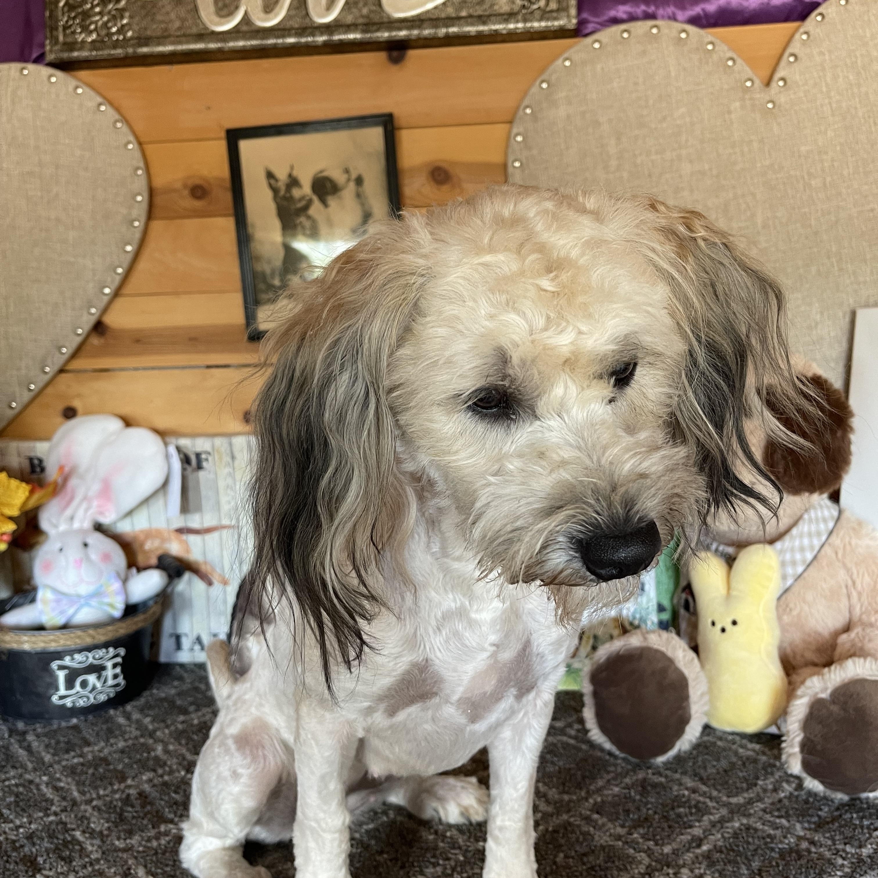 Molly, a ADOPTABLE mixed breed in Vacaville, CA image 3/6