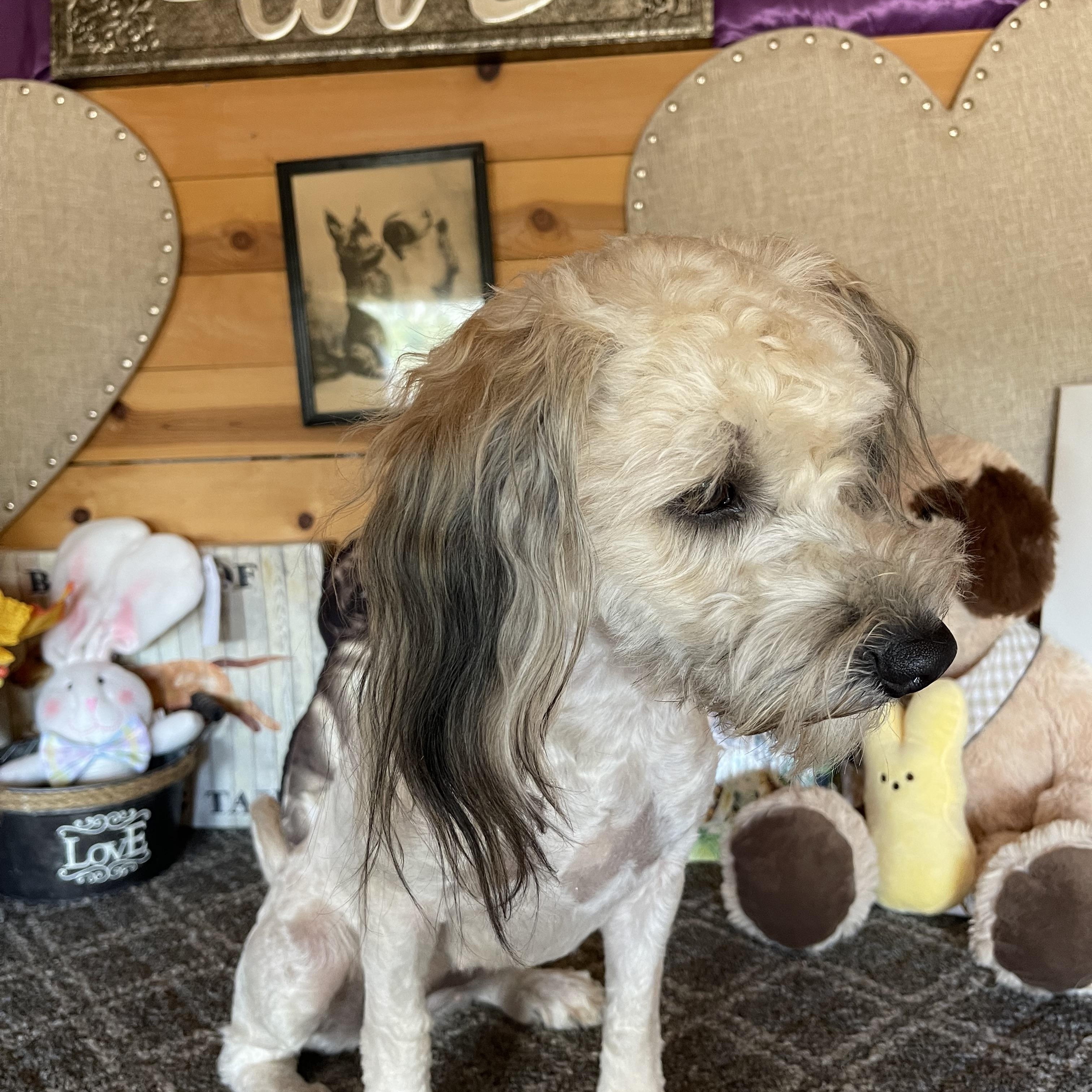 Molly, ADOPTABLE, Young Female Lhasa Apso.