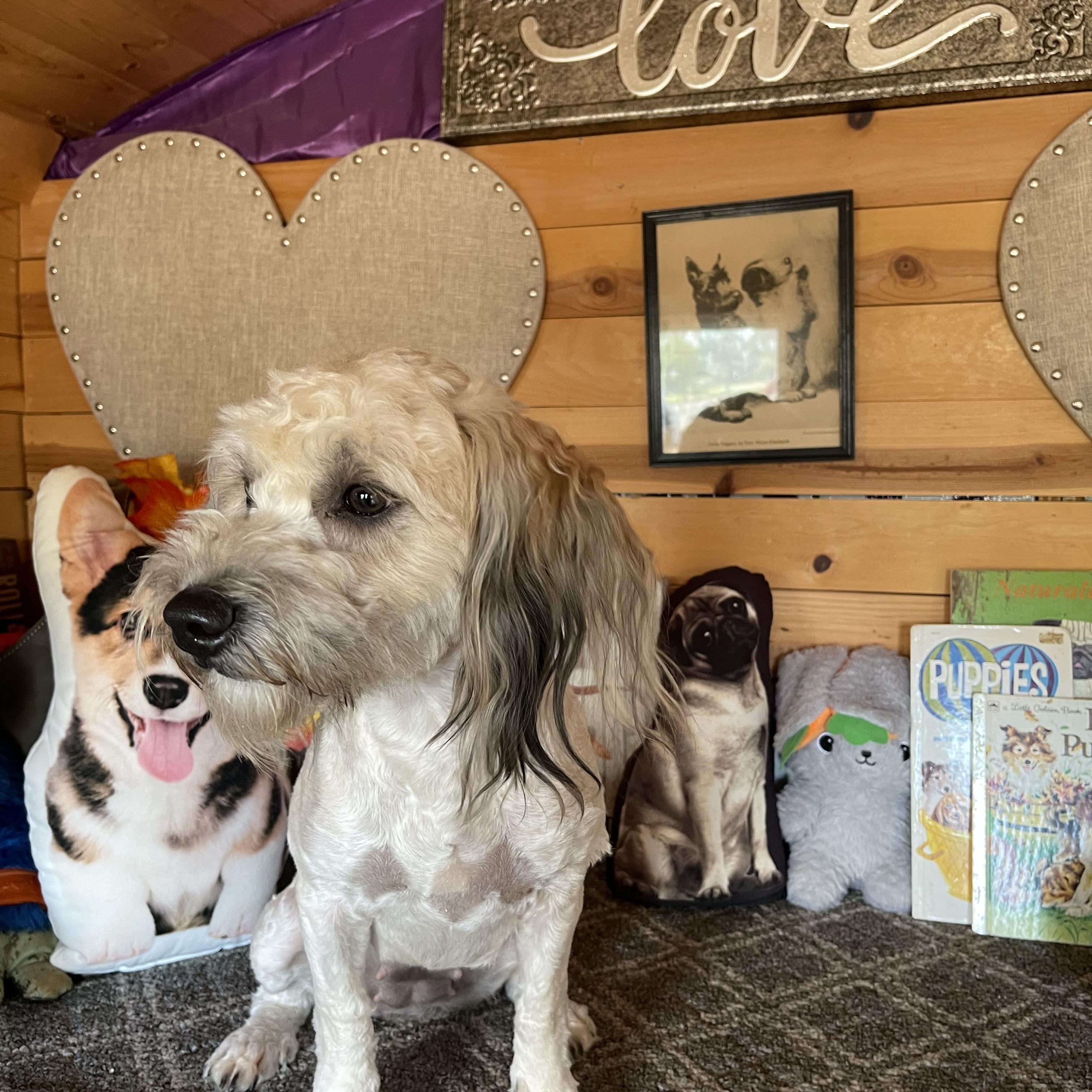 Molly, a ADOPTABLE mixed breed in Vacaville, CA image 2/6