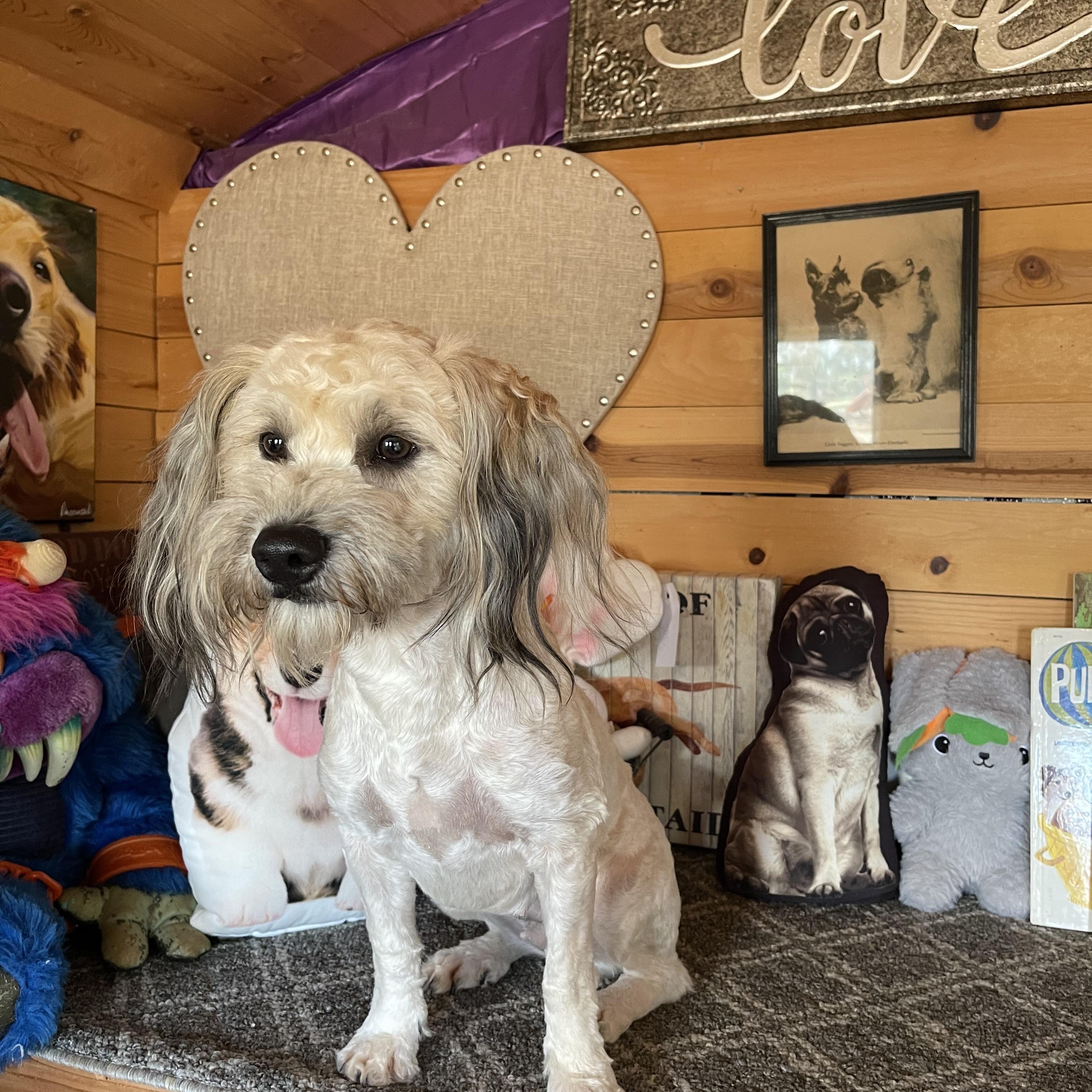 Molly, a ADOPTABLE mixed breed in Vacaville, CA image 6/6