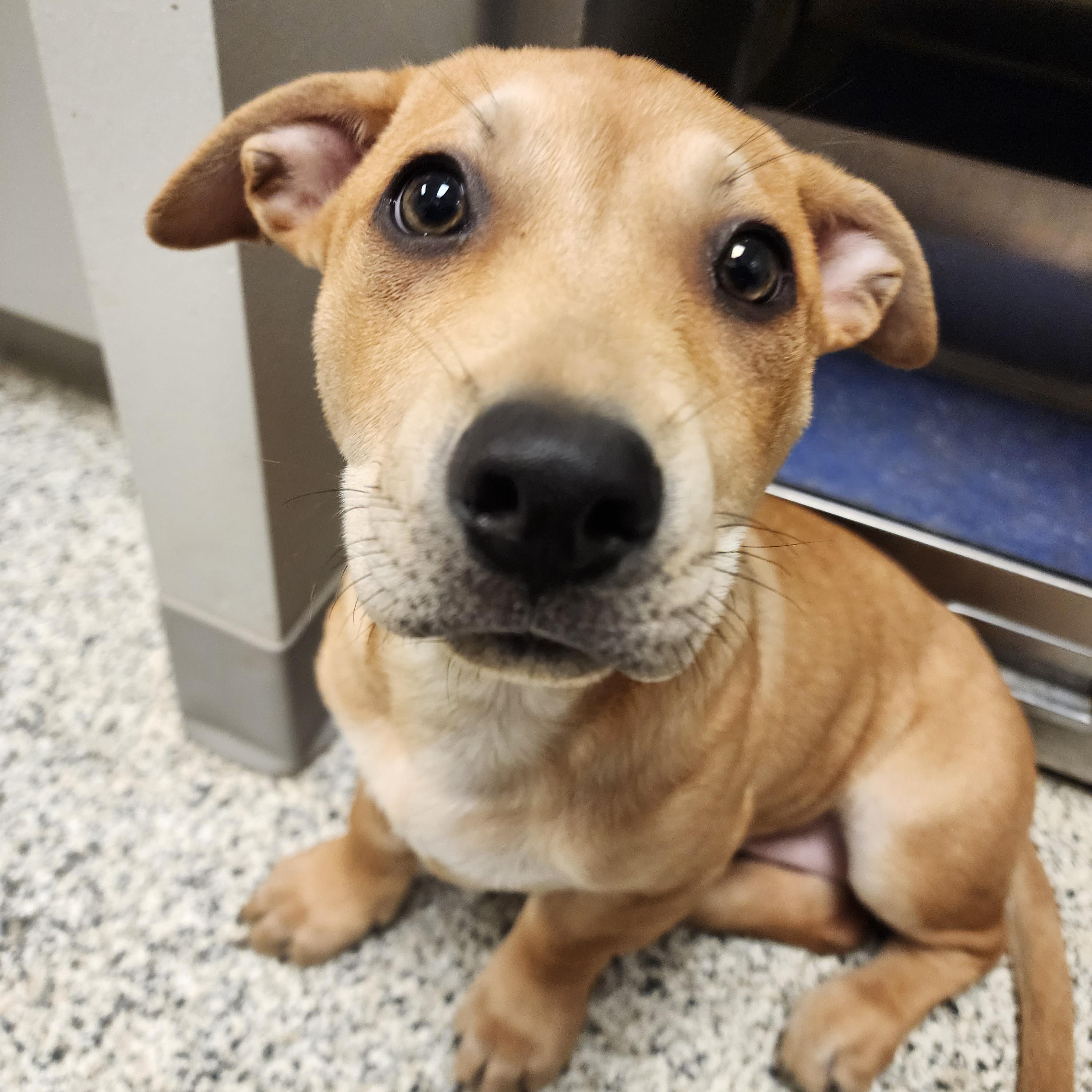 Enlarge Ruffnutt, a ADOPTABLE Mixed Breed in Liberty, MO image 2/2