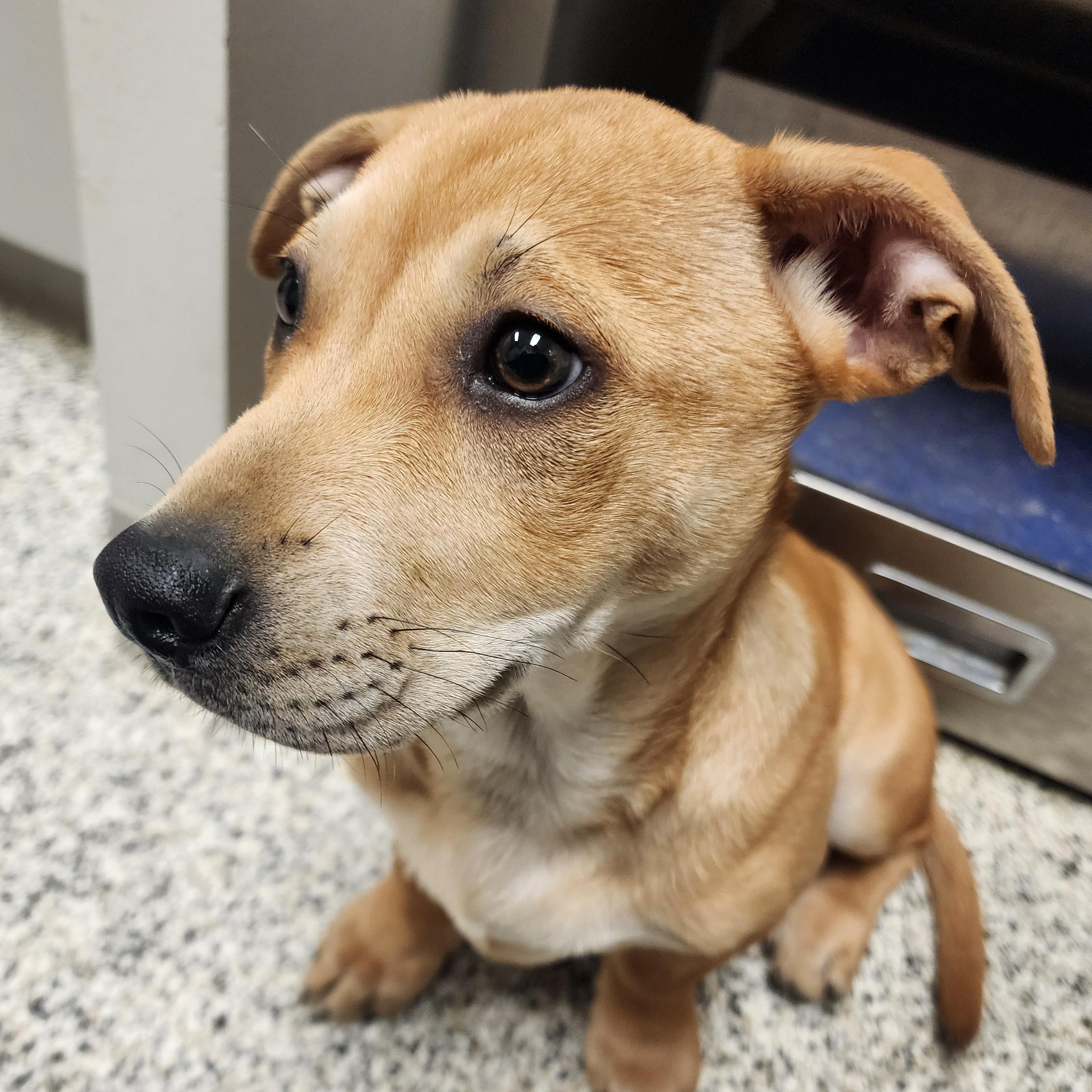 Ruffnutt, ADOPTABLE, Puppy Female Mixed Breed.