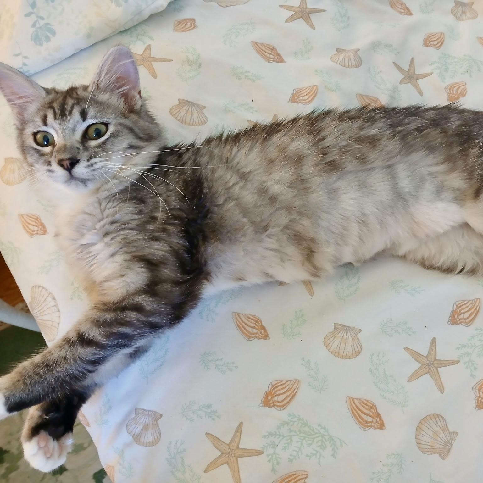 Enlarge Fuzzy Butt, an adoptable Domestic Medium Hair in Richmond, VA image 6/6