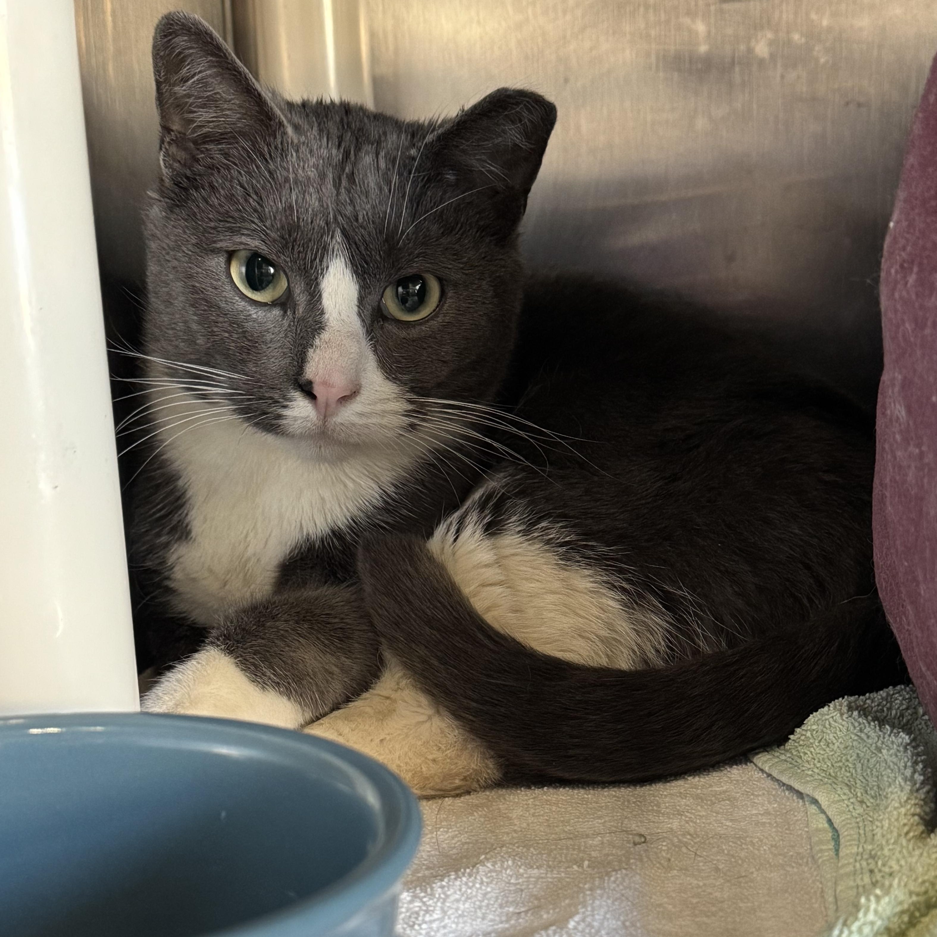 Forest, adopted, Adult Male Domestic Short Hair.