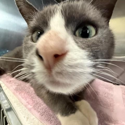 Enlarge Forest, an adopted Domestic Short Hair in Honesdale, PA image 3/5