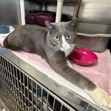 Enlarge Forest, an adopted Domestic Short Hair in Honesdale, PA image 5/5