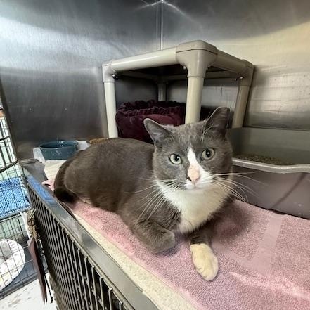 Enlarge Forest, an adopted Domestic Short Hair in Honesdale, PA image 4/5