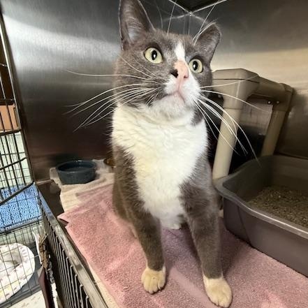 Enlarge Forest, an adopted Domestic Short Hair in Honesdale, PA image 2/5