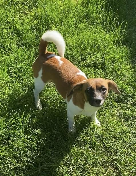 JoJo, an adopted mixed breed in Upper Sandusky, OH image 2/4