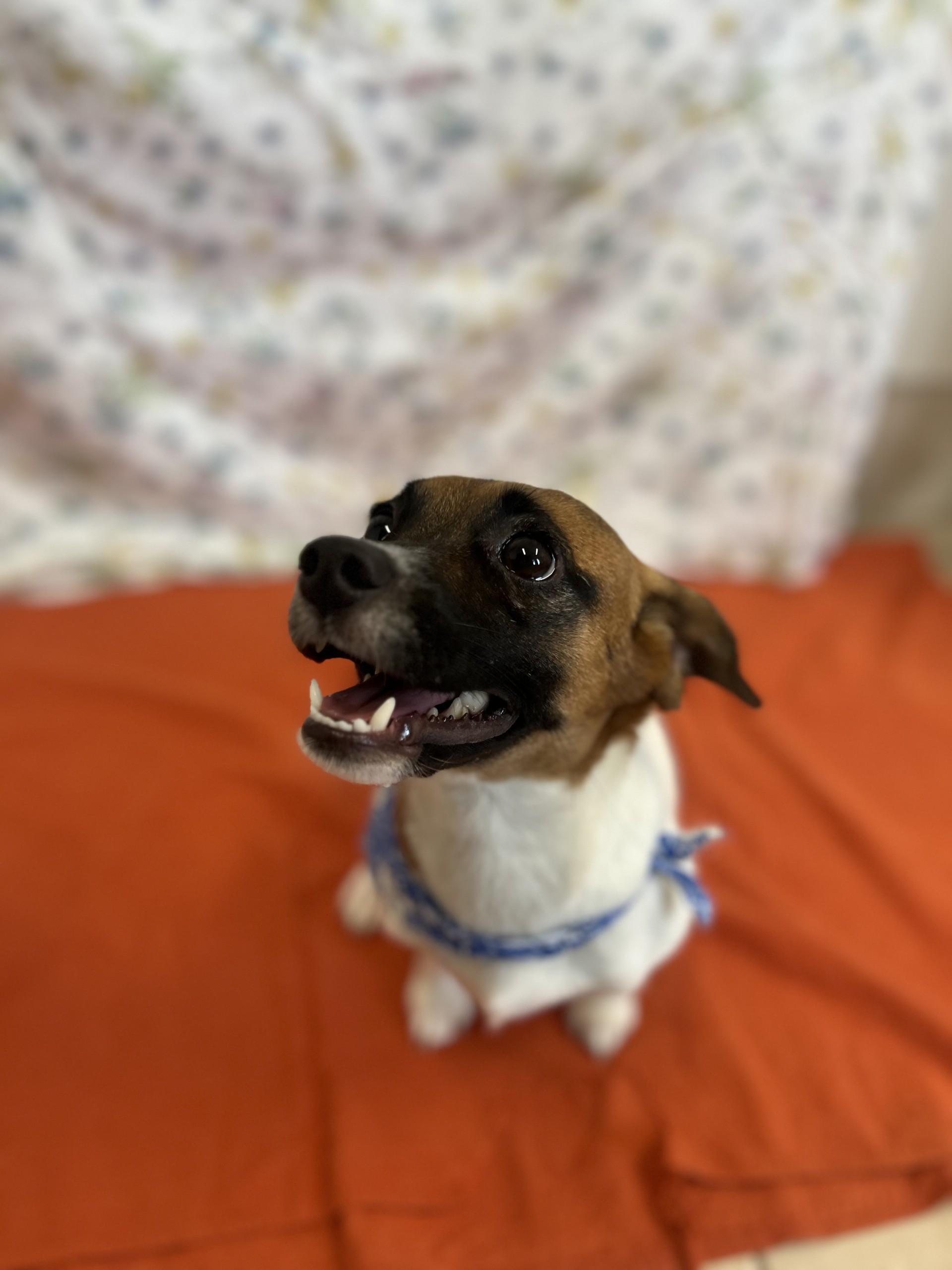 JoJo, an adopted mixed breed in Upper Sandusky, OH image 3/4