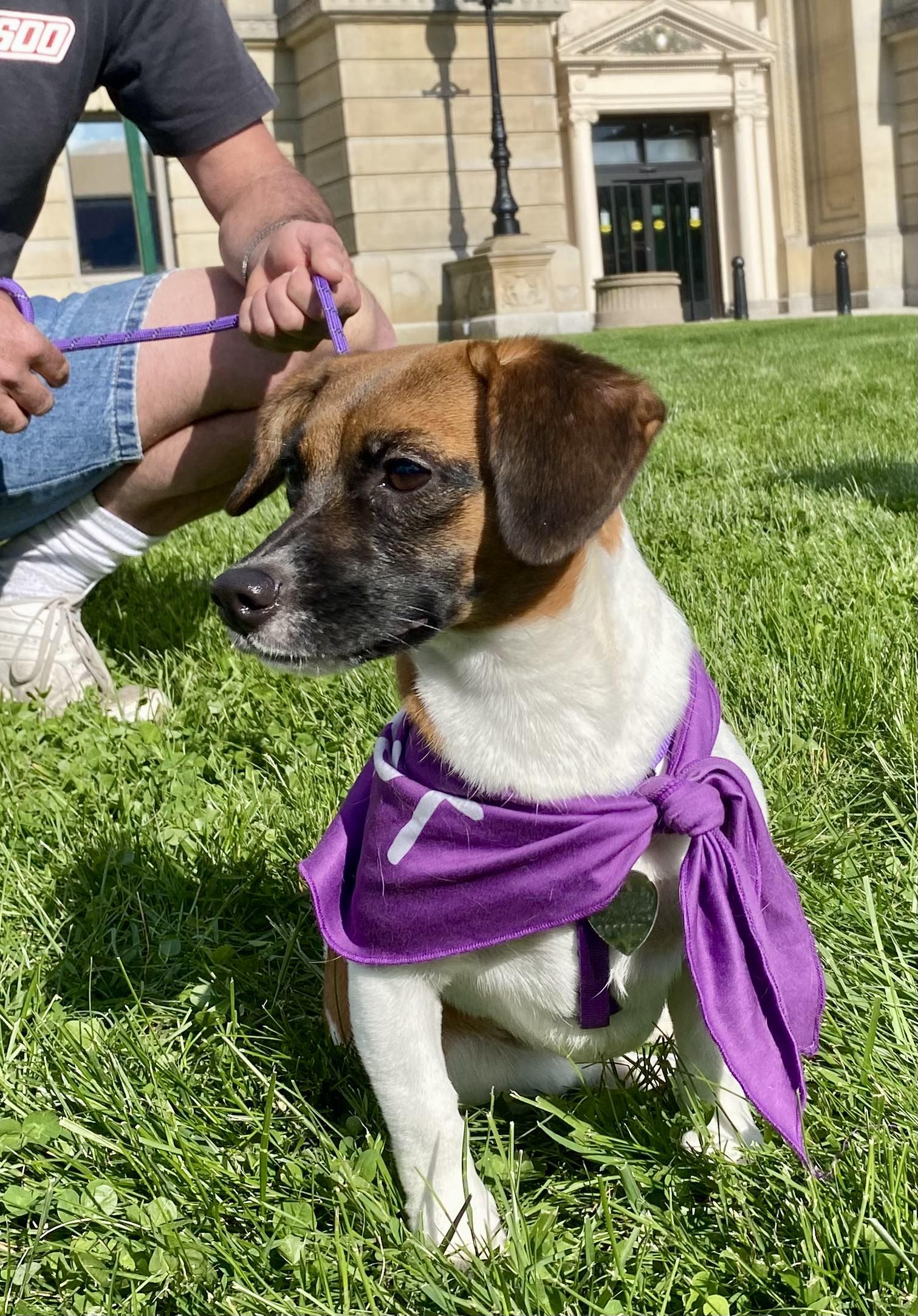 JoJo, adopted, Young Female Jack Russell Terrier.