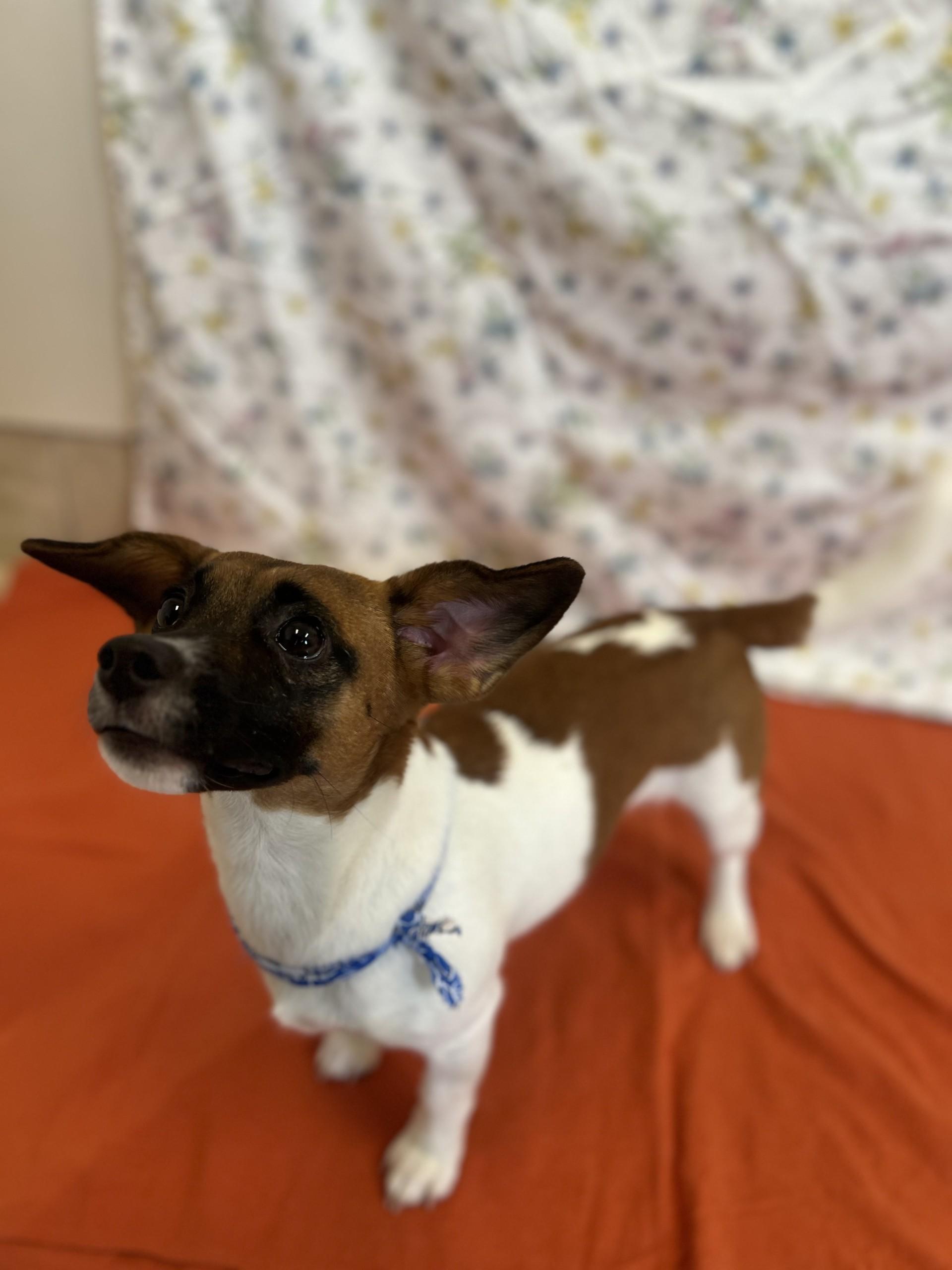 JoJo, an adopted mixed breed in Upper Sandusky, OH image 4/4