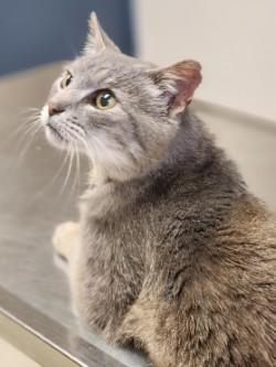 Dwayne, ADOPTABLE, Adult Male Domestic Short Hair.