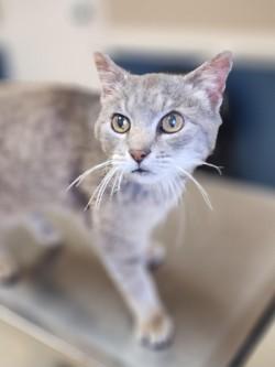 Enlarge Dwayne, a ADOPTABLE Domestic Short Hair in Johnson City, TN image 2/2