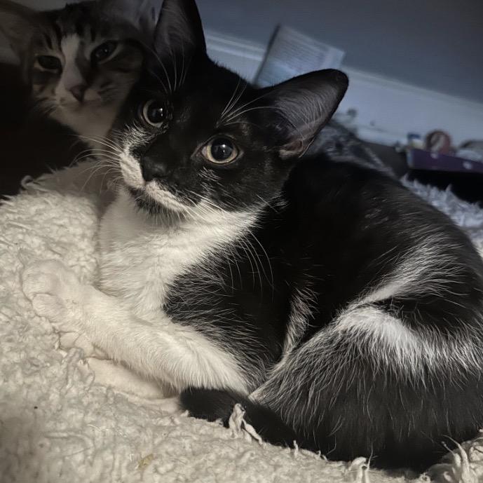 Skipper, a Adoptable Domestic Short Hair in Woodstock, GA image 1/3