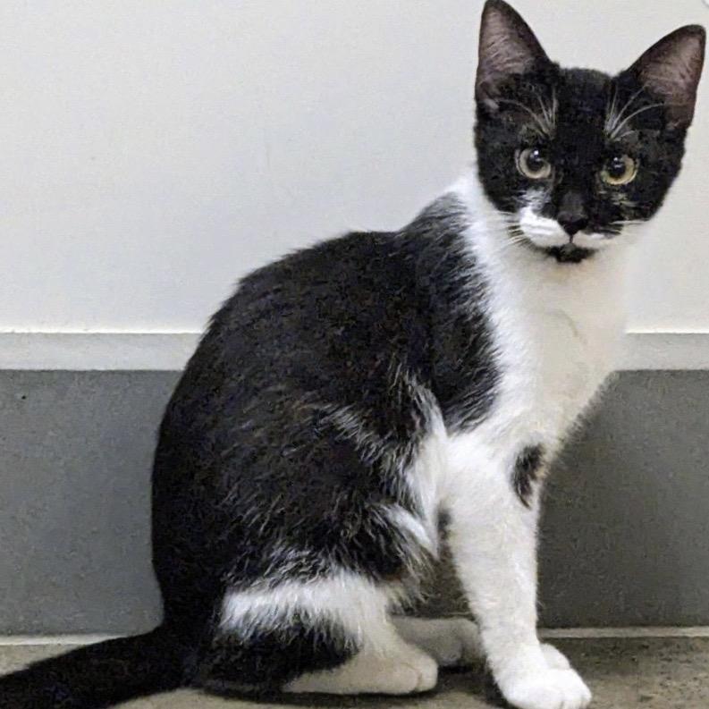 Skipper, a Adoptable Domestic Short Hair in Woodstock, GA image 2/3