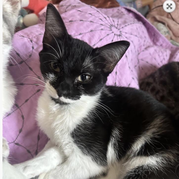 Skipper, a Adoptable Domestic Short Hair in Woodstock, GA image 3/3