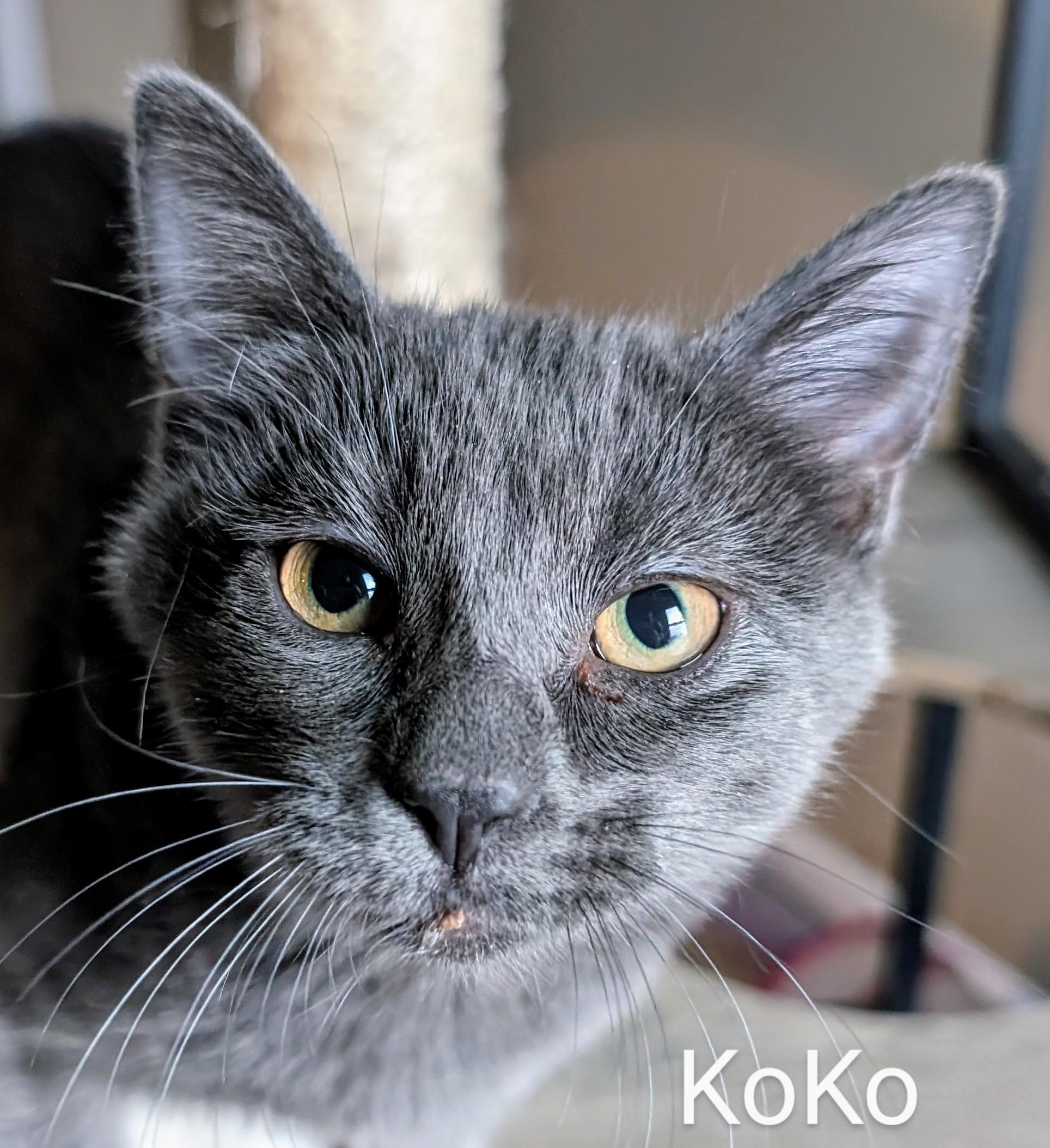 KoKo