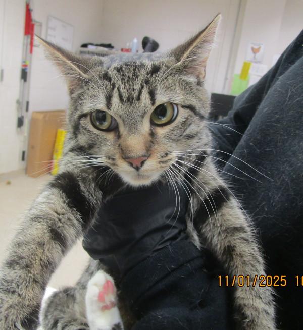 Enlarge Lily (622), a Adoptable mixed breed in Marietta, GA image 1/2