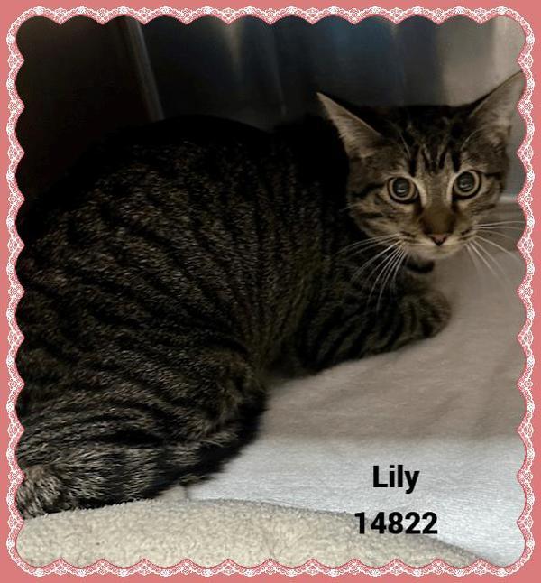Enlarge Lily (622), a Adoptable mixed breed in Marietta, GA image 2/2