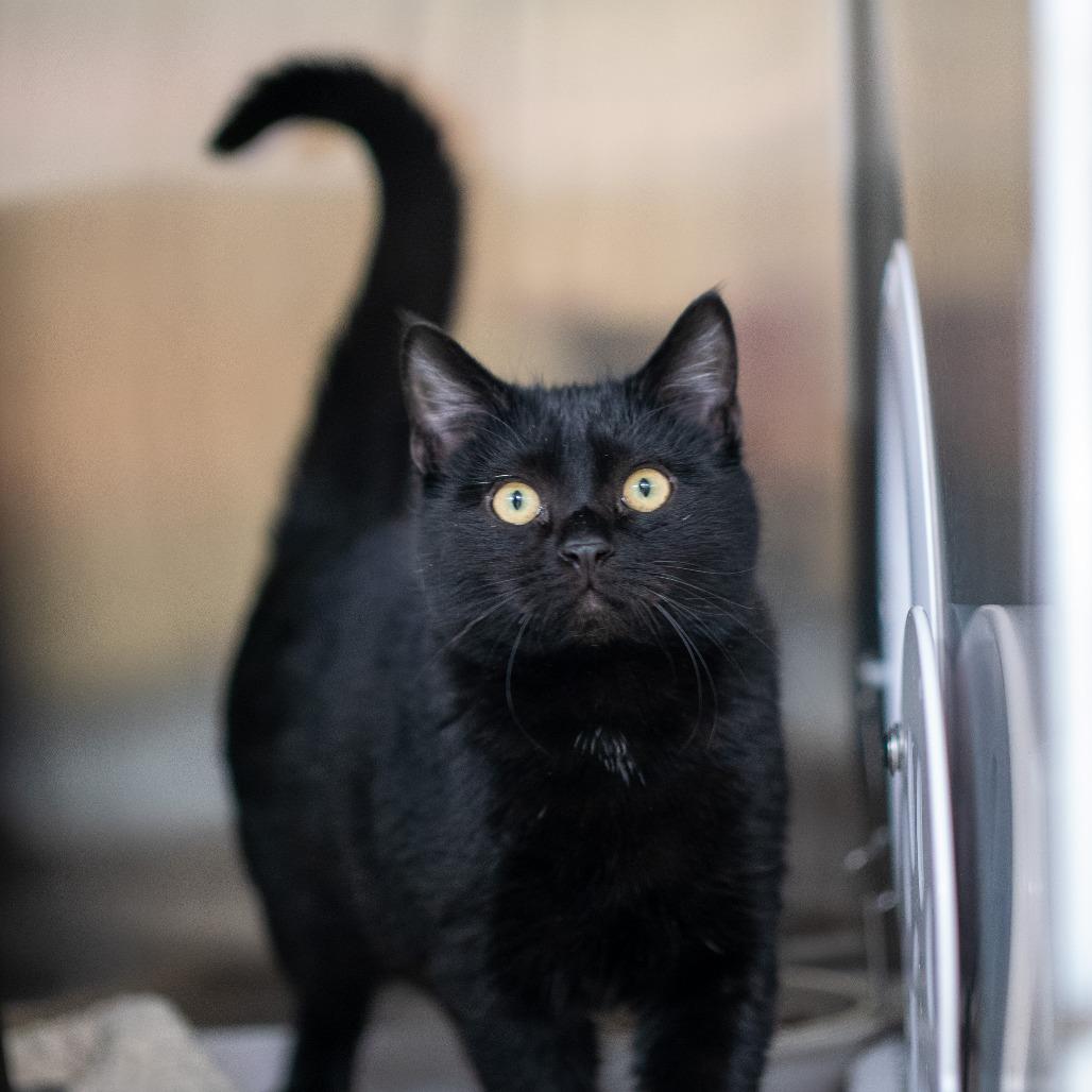 Habanero thumbnail 3