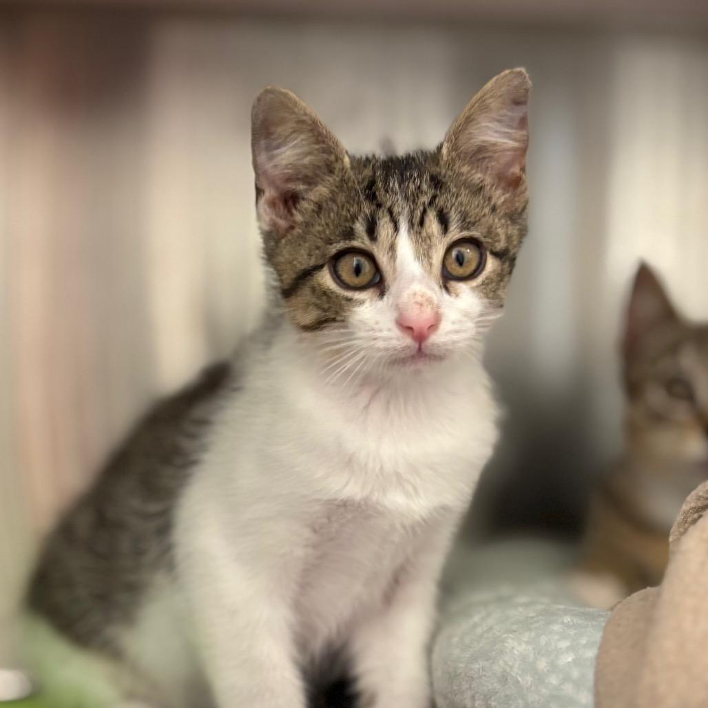 Marinara, a Adoptable Domestic Short Hair in Nashville, IN image 1/6