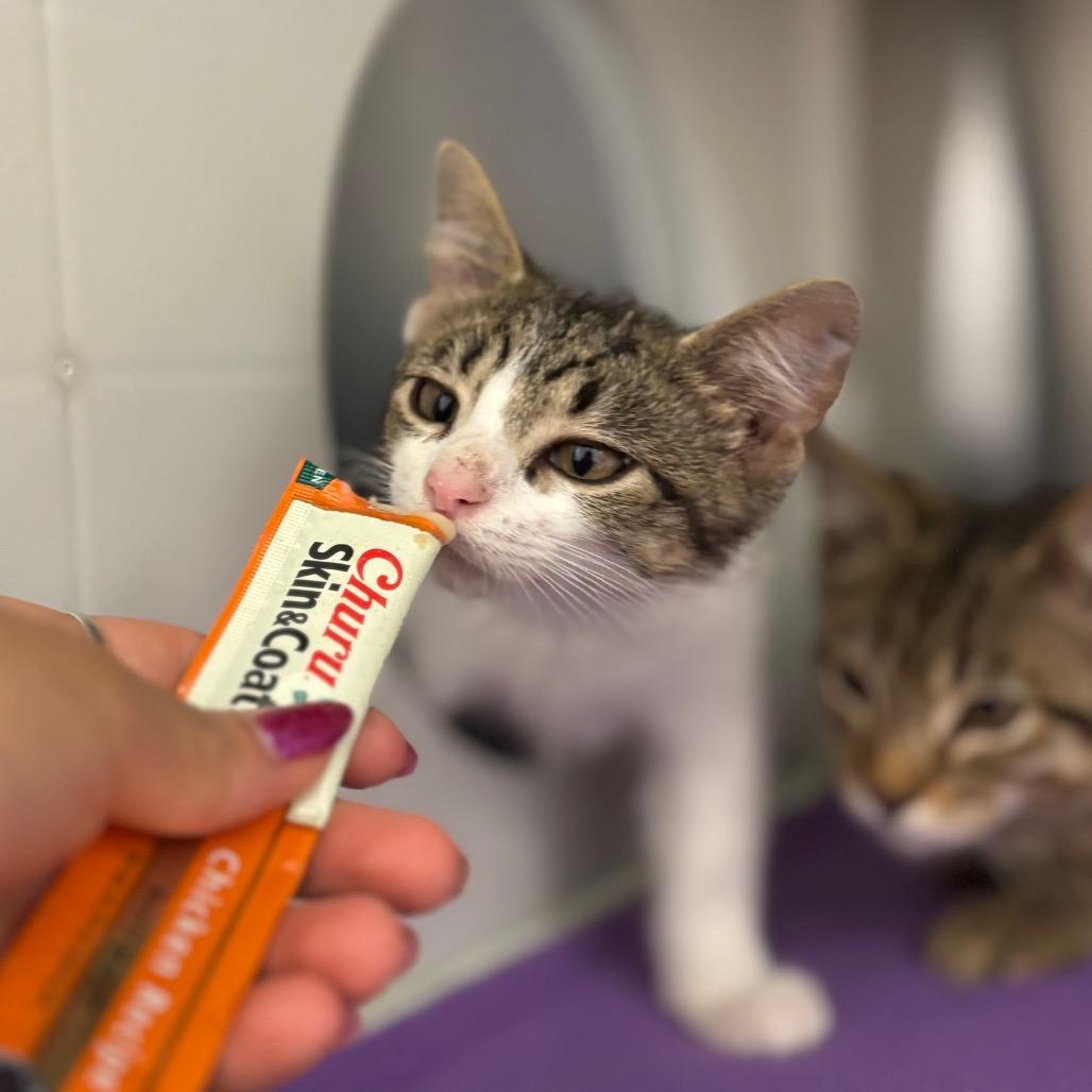 Marinara, a Adoptable Domestic Short Hair in Nashville, IN image 2/6