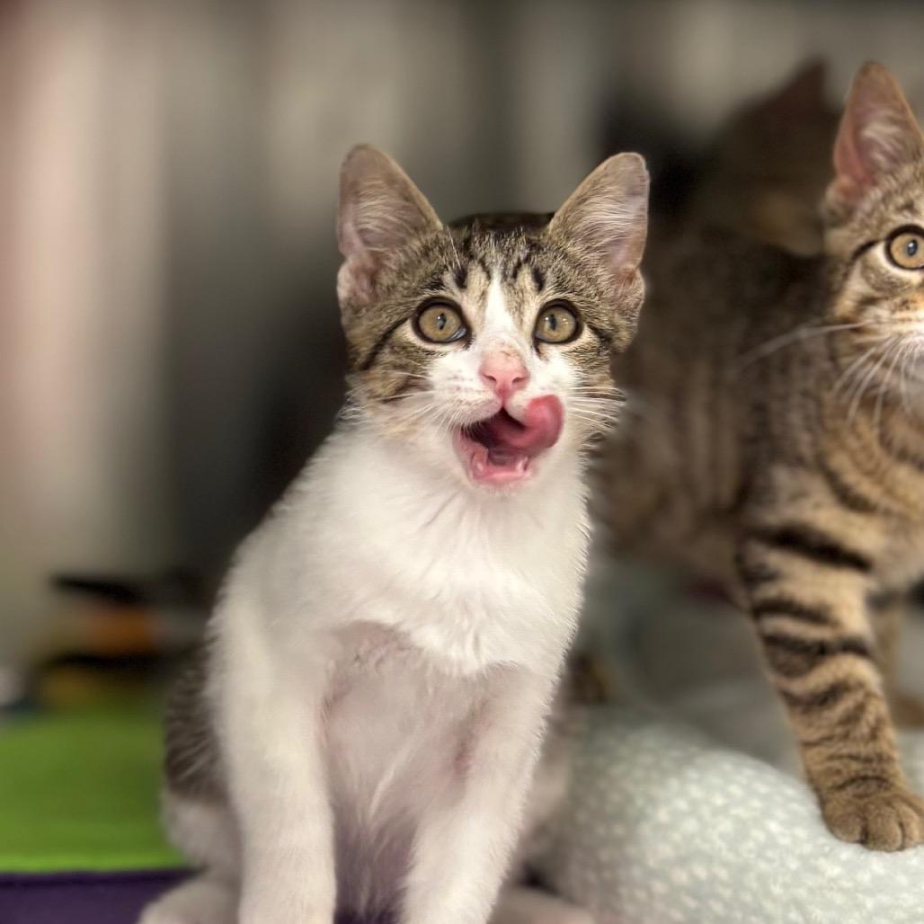 Marinara, a Adoptable Domestic Short Hair in Nashville, IN image 3/6