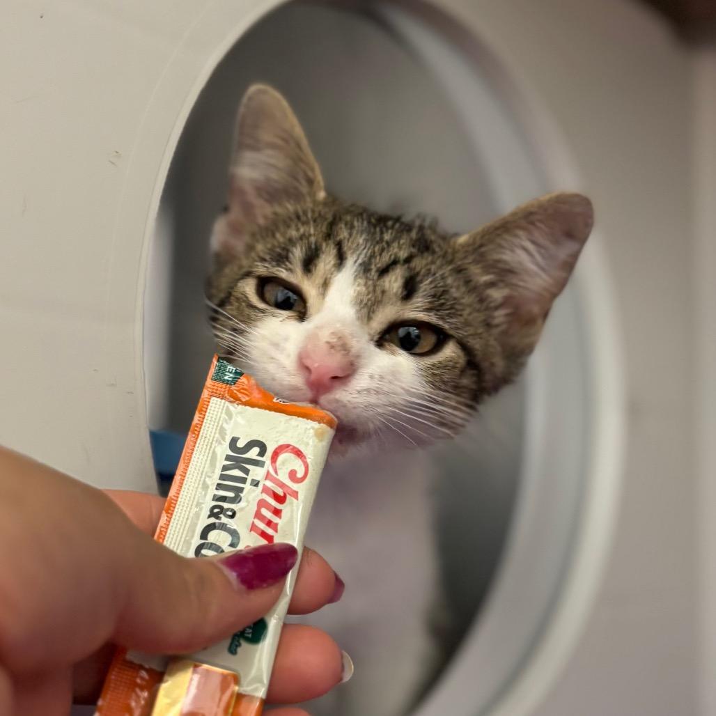 Marinara, a Adoptable Domestic Short Hair in Nashville, IN image 4/6