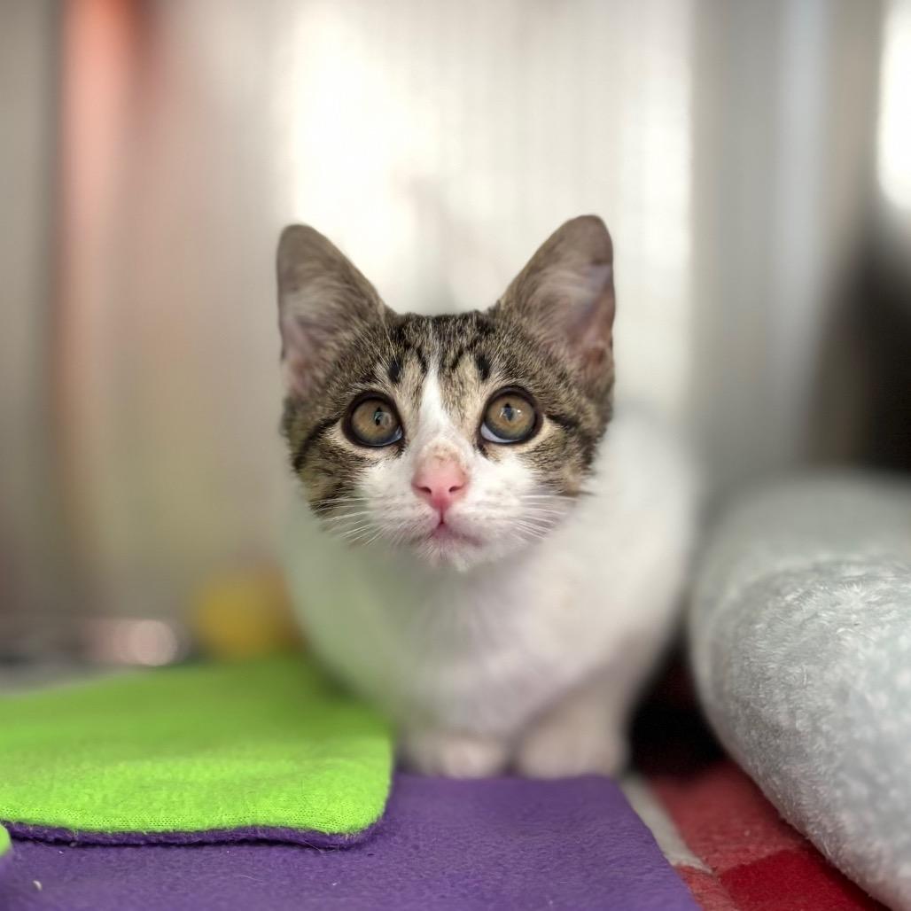 Marinara, a Adoptable Domestic Short Hair in Nashville, IN image 5/6
