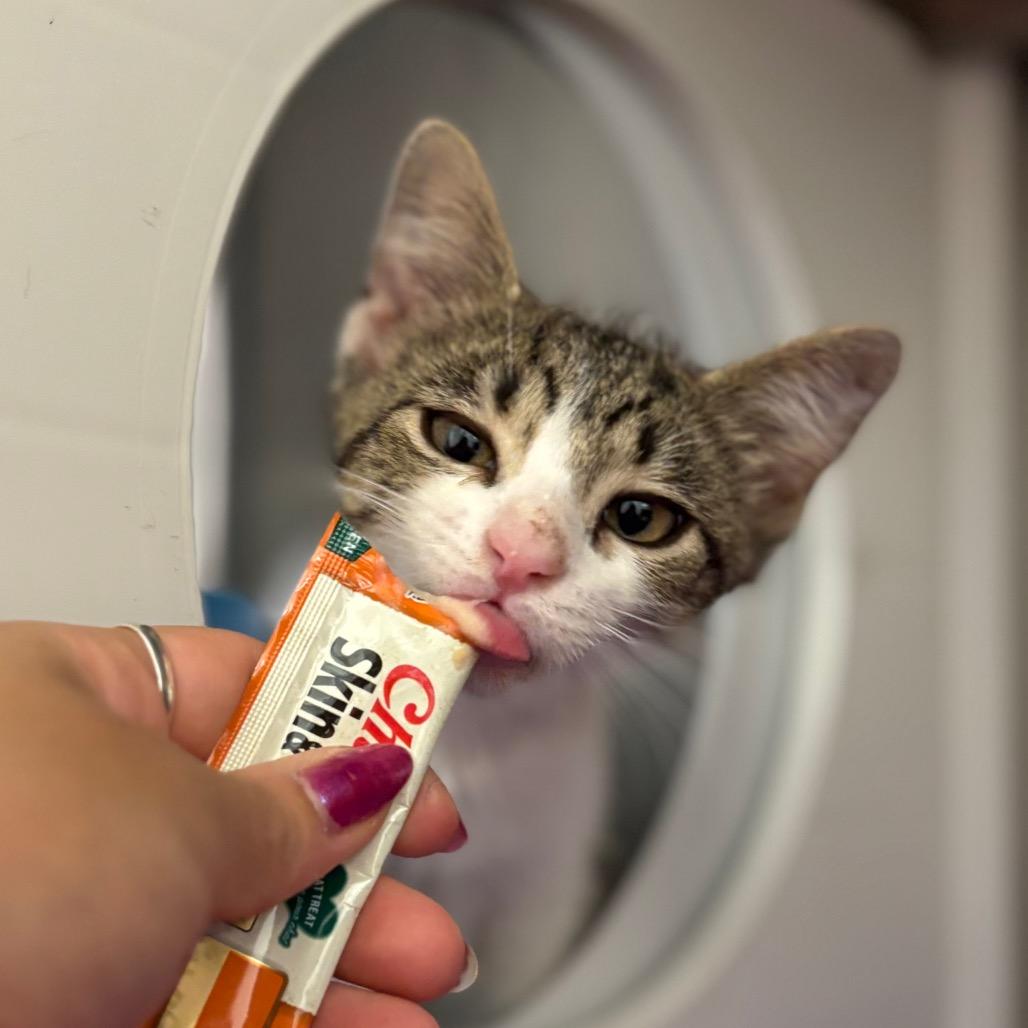 Marinara, a Adoptable Domestic Short Hair in Nashville, IN image 6/6