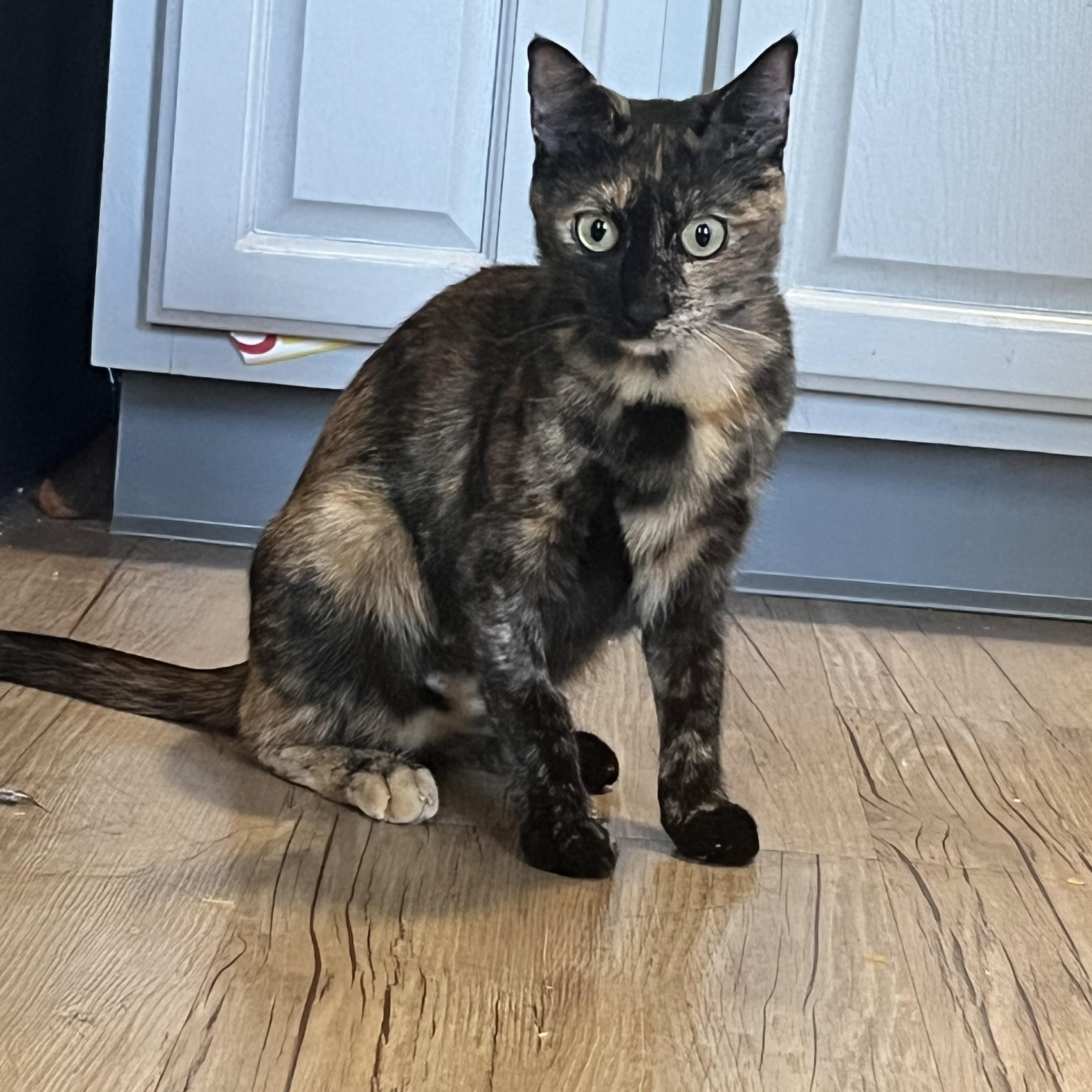 Enlarge Cleo, a Adoptable Domestic Short Hair in Watertown, MA image 2/5