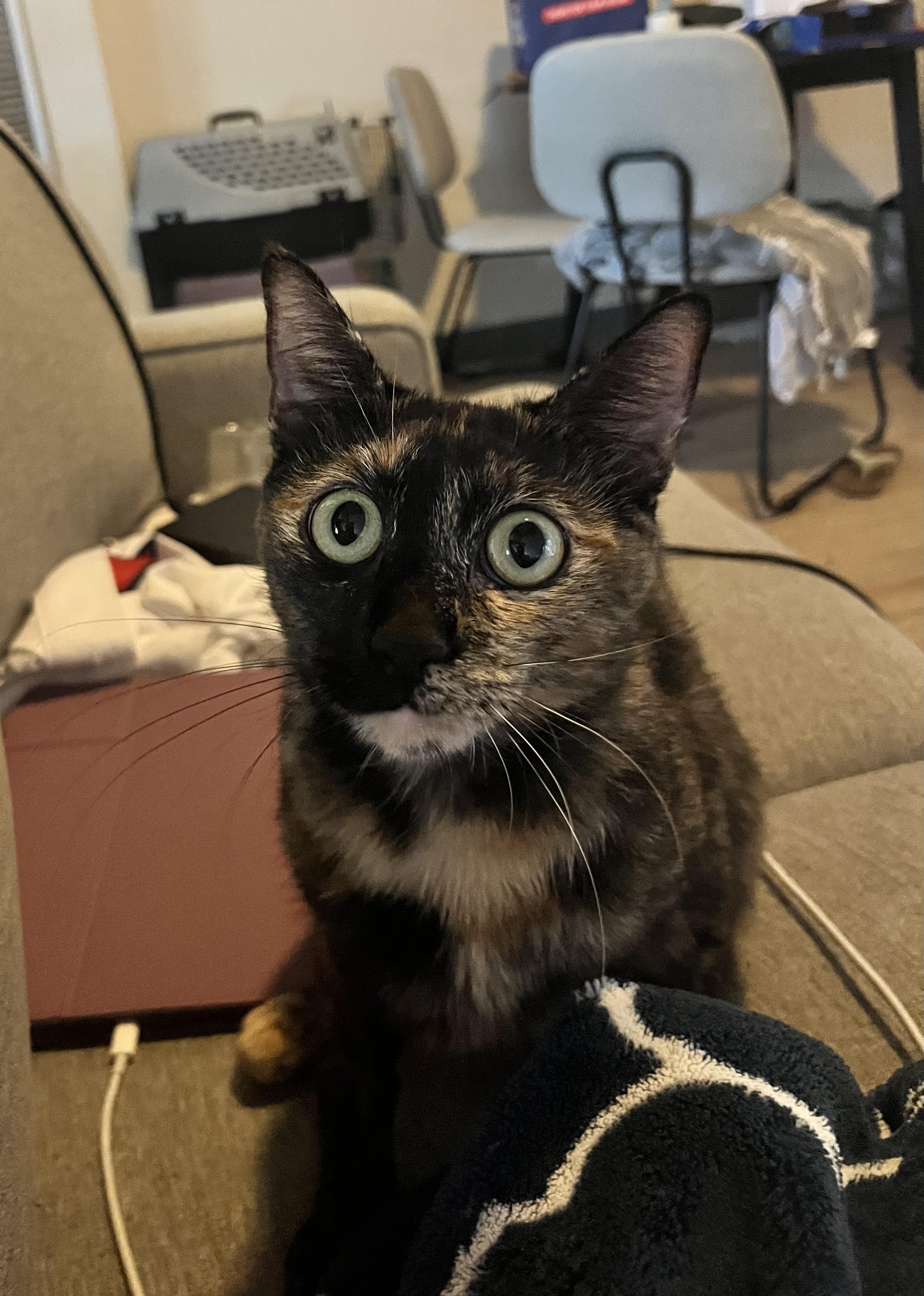 Cleo, Adoptable, Young Female Domestic Short Hair.