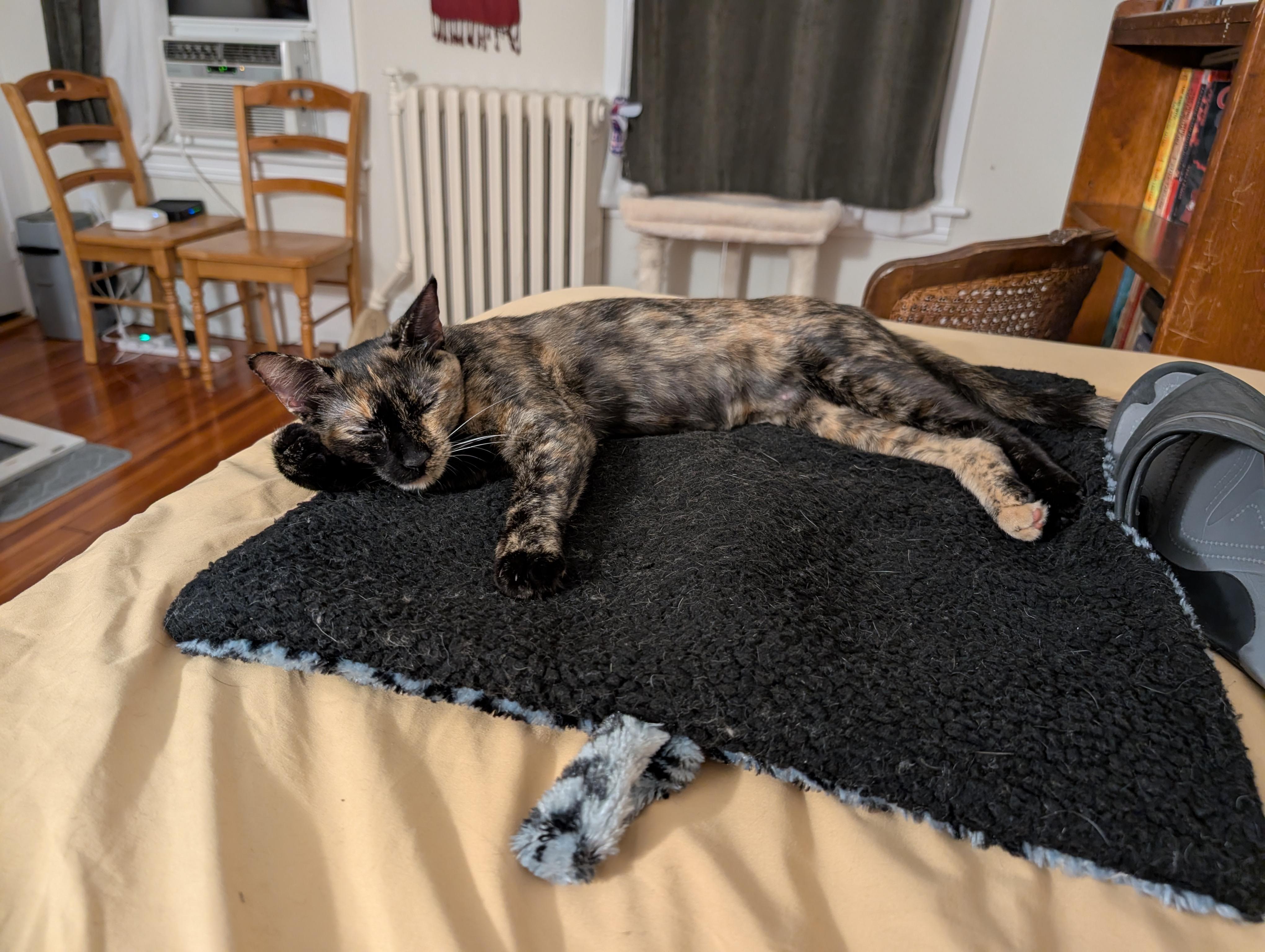 Enlarge Cleo, a Adoptable Domestic Short Hair in Worcester, MA image 6/6