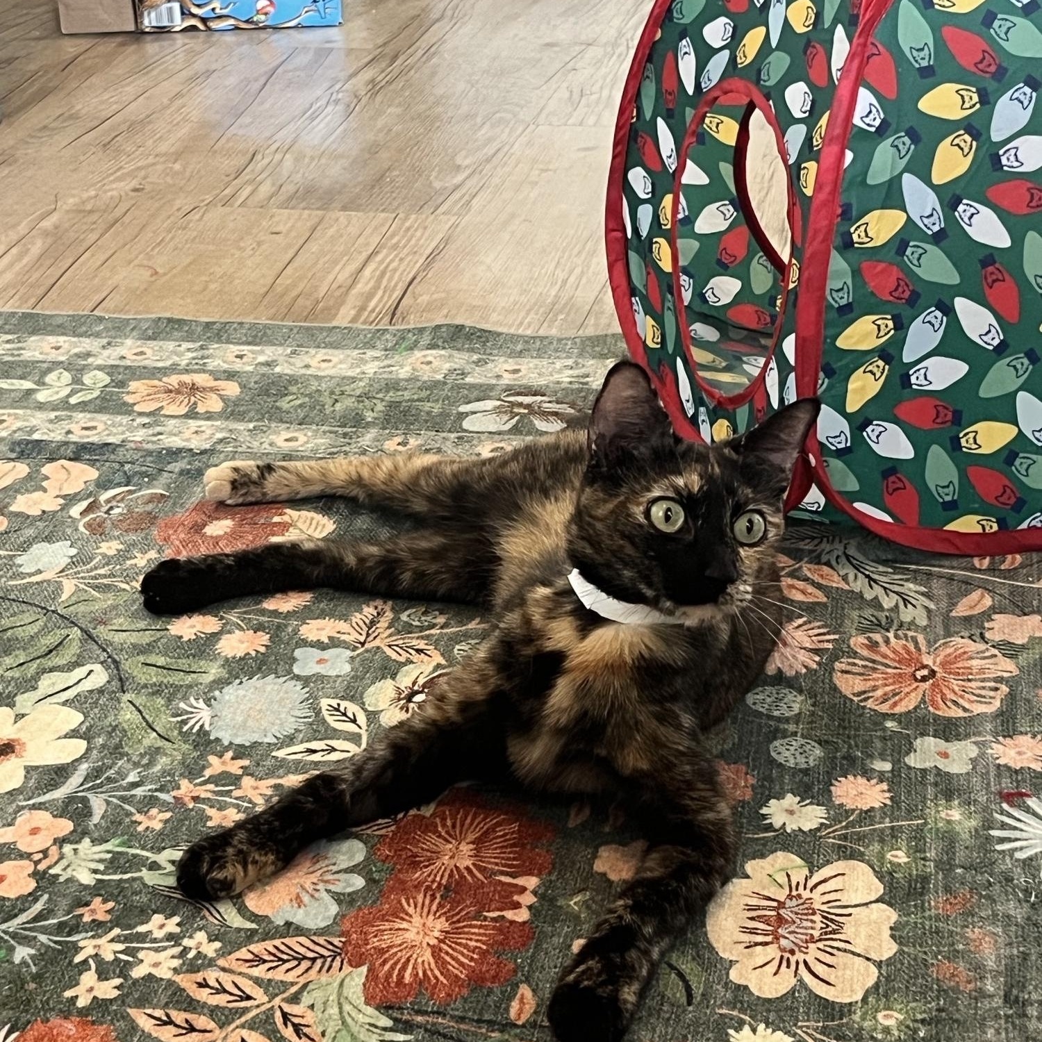Enlarge Cleo, a Adoptable Domestic Short Hair in Watertown, MA image 3/5